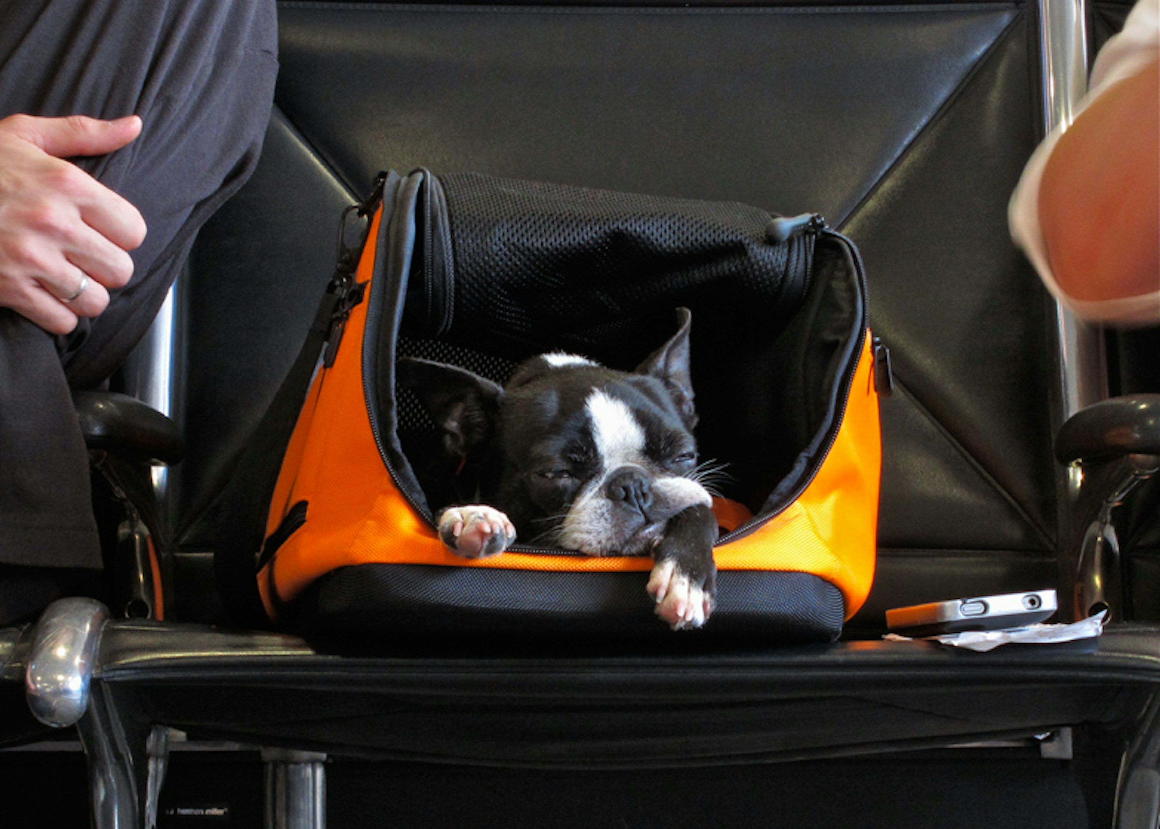 Dog in a carry-on. Image by Robert Mooney / Flickr / Getty Images.