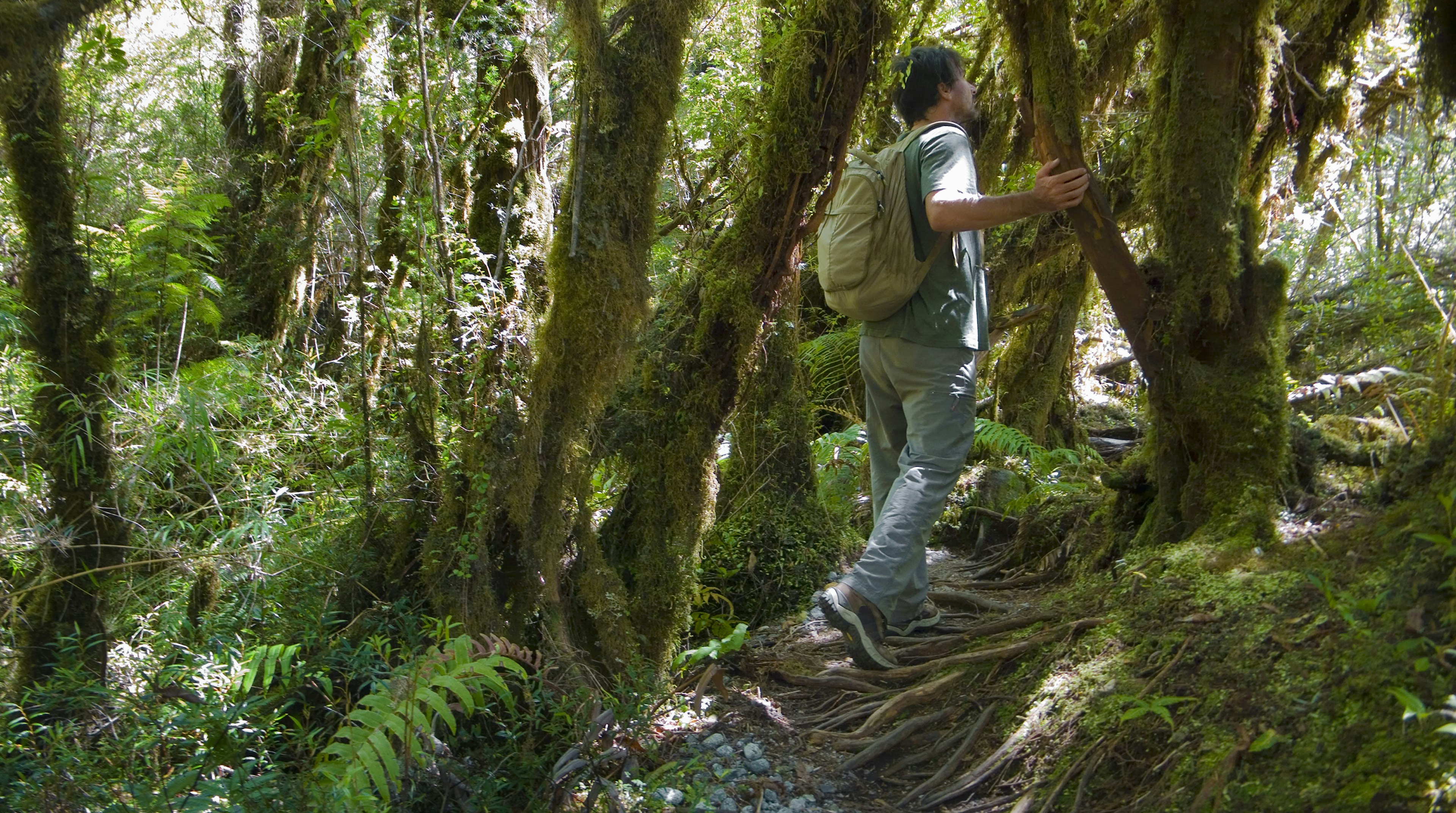 Green rainforests of Parque Pumalin