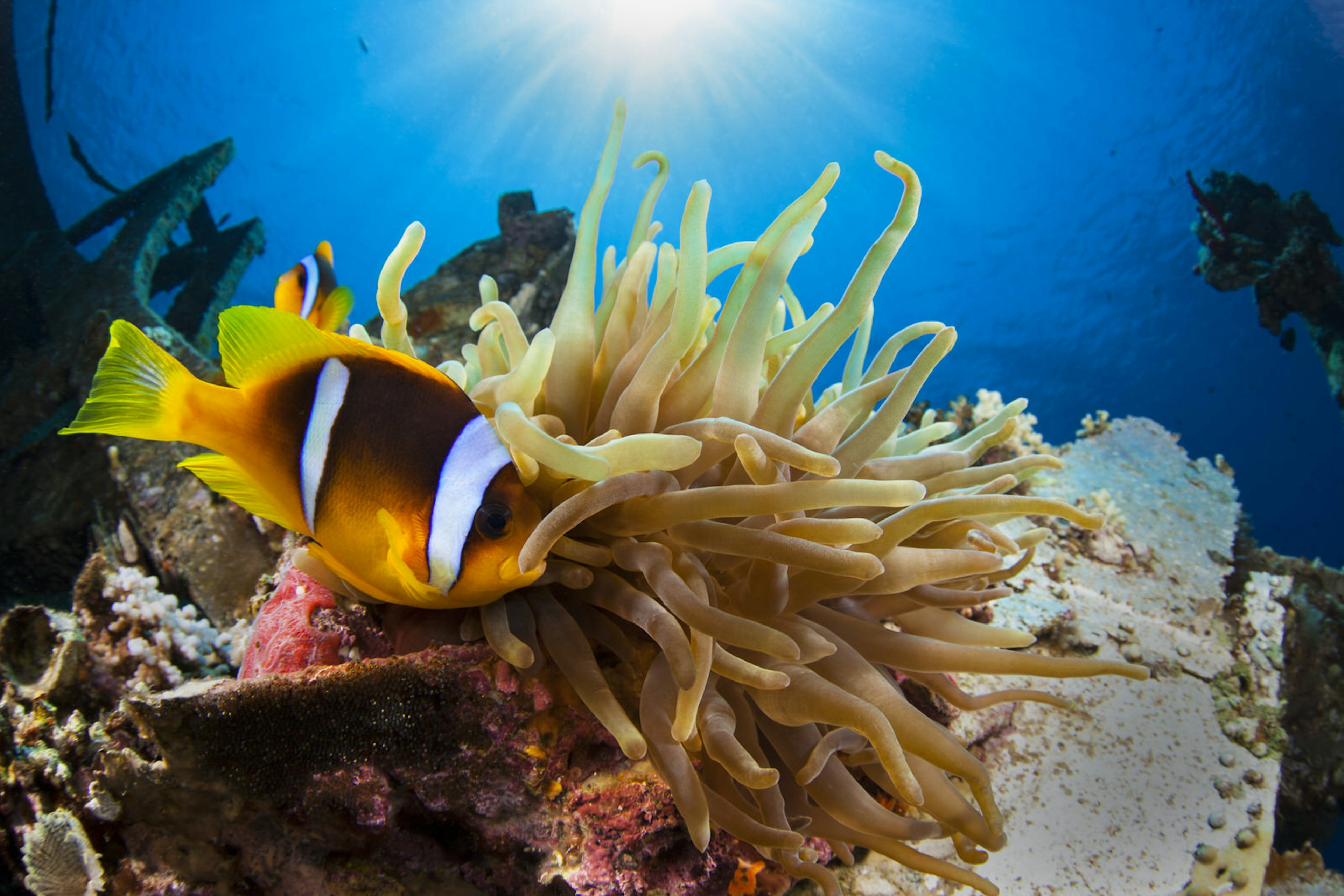 Anemone and Anemonefish at the Cedar Pride wreck in Aqaba, Jordan. Image by Shahar Shabtai / Shutterstock