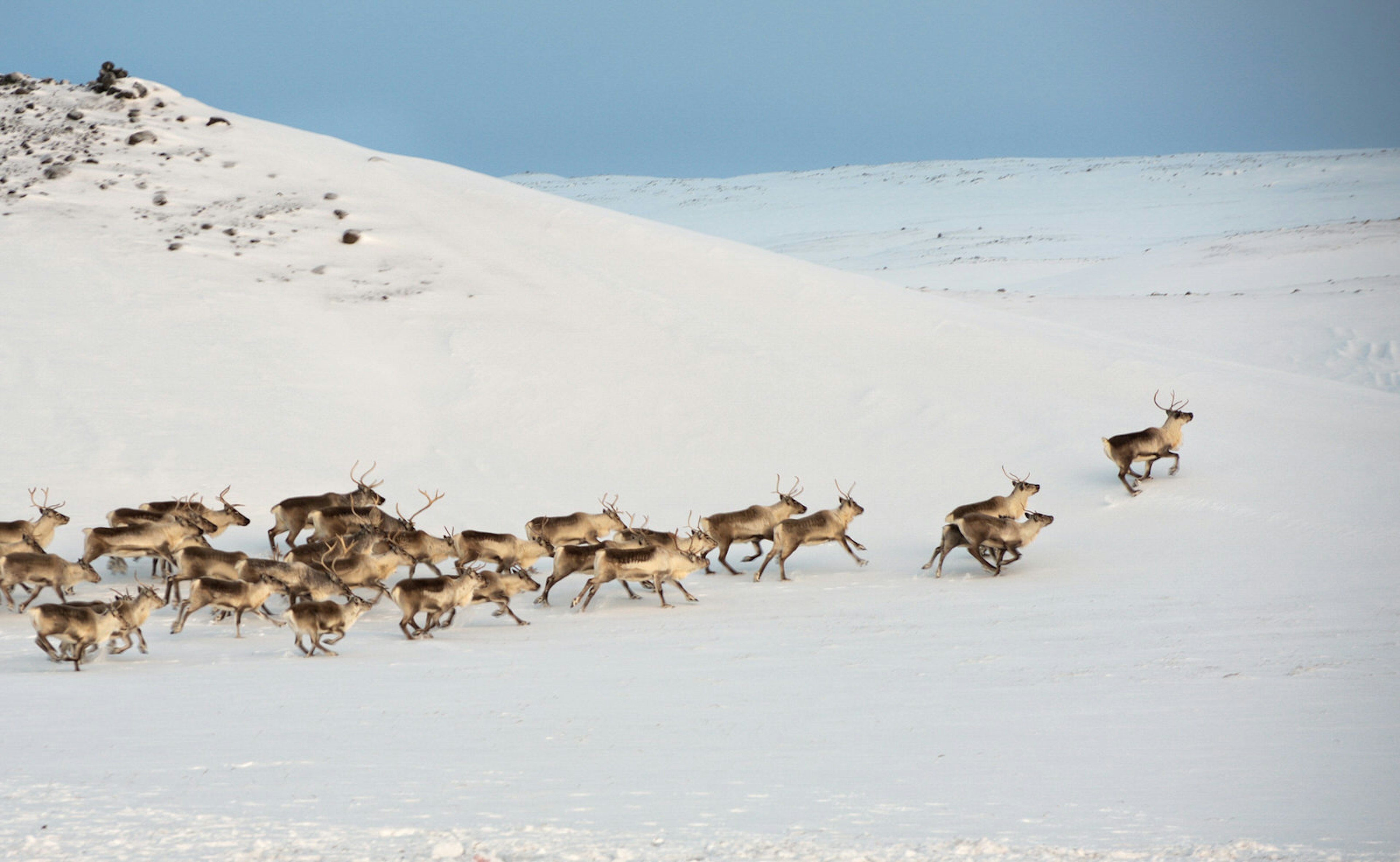 Reindeer, introduced from Norway, are a relatively common sight in East Iceland © Abe / Getty Images