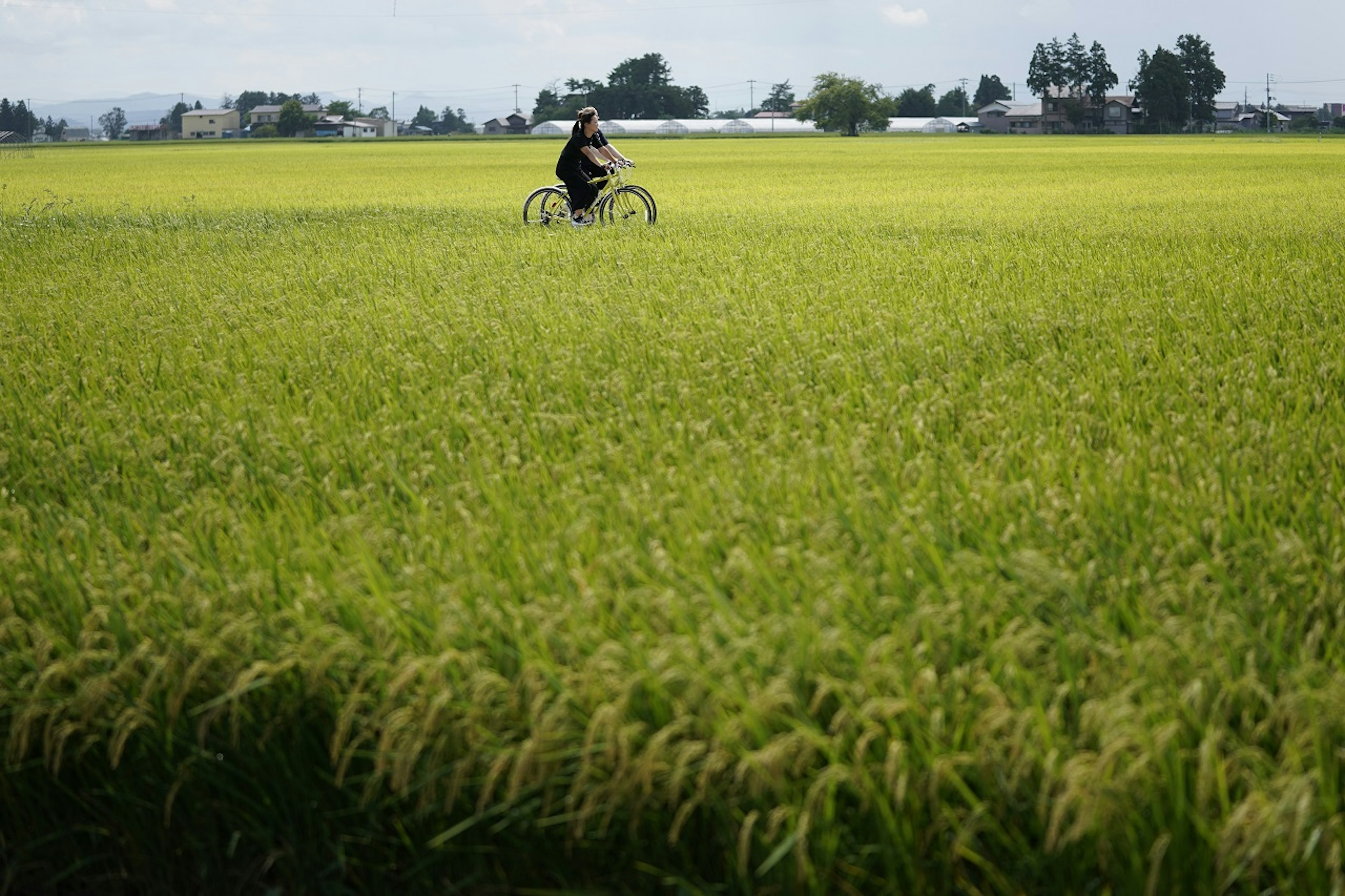 A person cycles along a pathway between lush rice fields