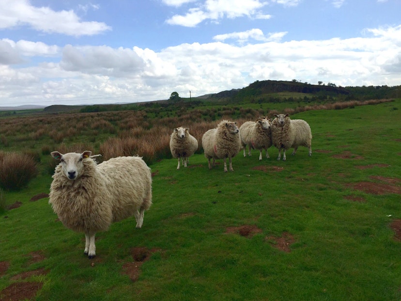 Walking Hadrian's Wall: a coast-to-coast hike across England - Lonely ...