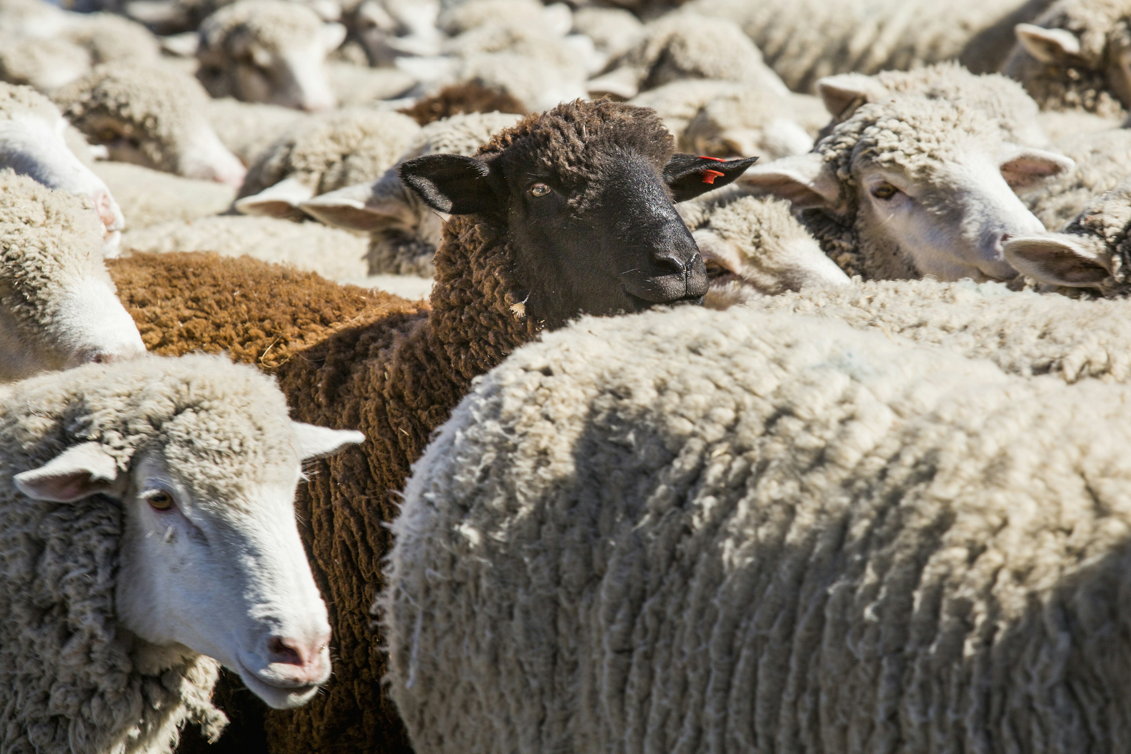 694022249 animals, basque, black sheep, close up, color image, contrasting, day, flock, full frame, herd, horizontal, idaho, ketchum, lamb, large group of animals, livestock, nature, nobody, opposites, outdoors, photography, rural scene, selective focus, sheep, standing out from the crowd, sun valley, sunny, tradition, trailing of the sheep festival, uniqueness, united states, white, wood river valley Black sheep in herd of white sheep