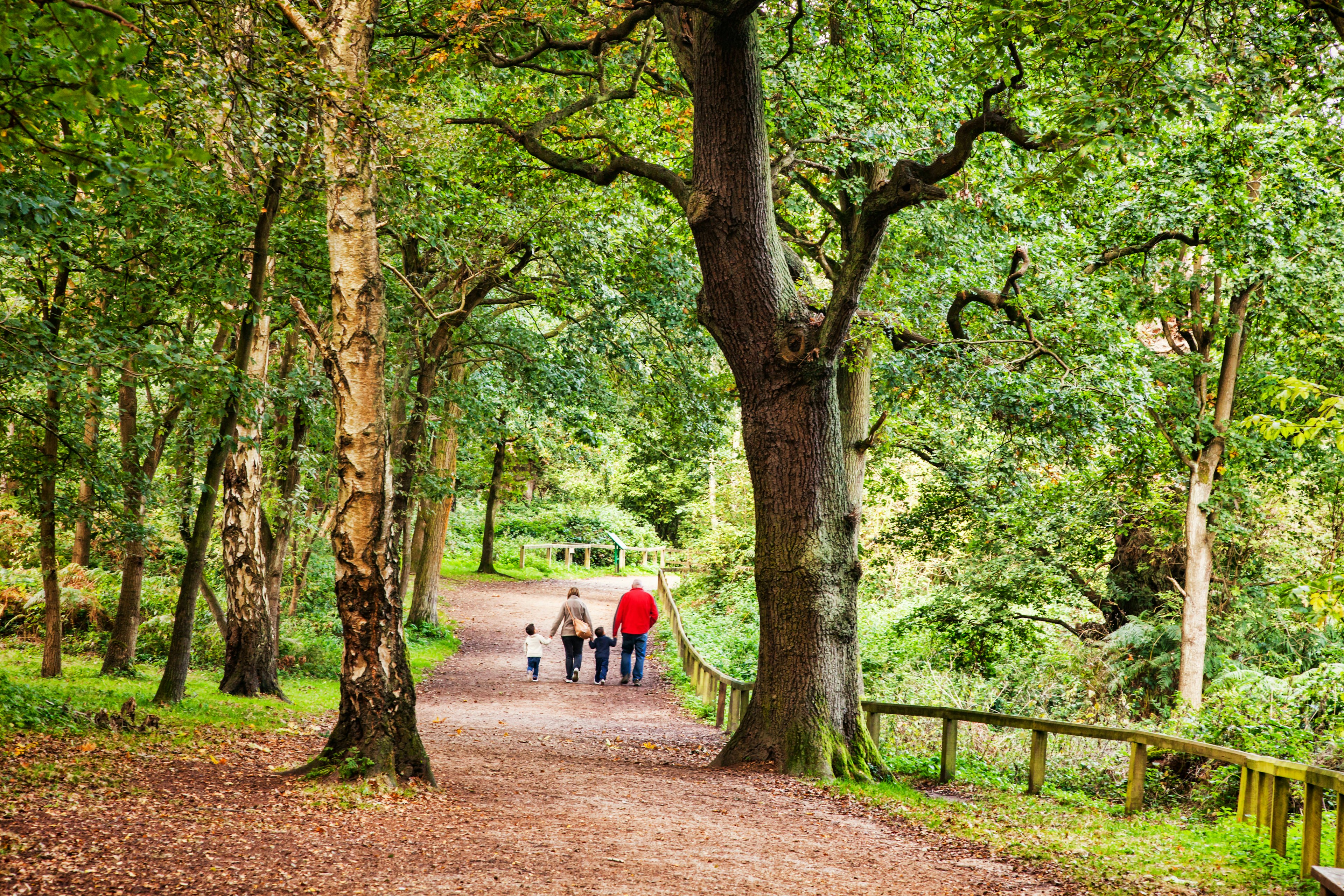 sherwood-forest-england.jpg