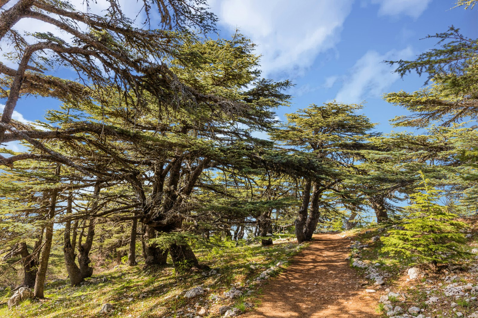 Trees of Shouf Biosphere Reserve in Lebanon. Image by ostill / Shutterstock