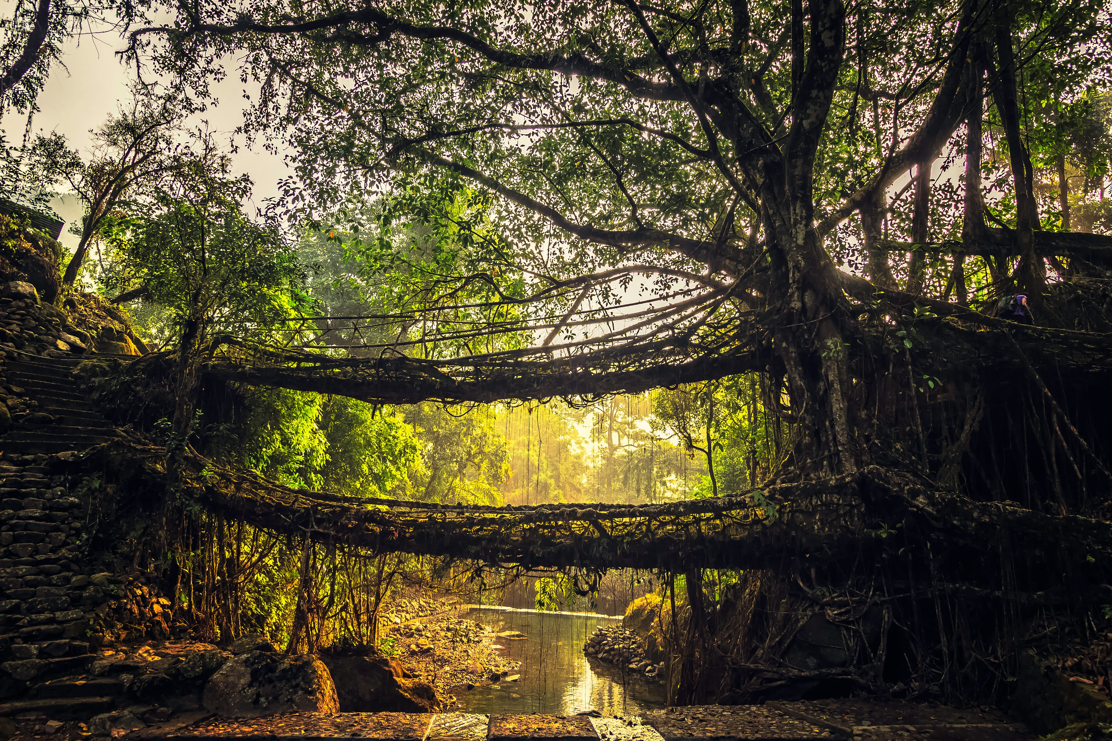 A traditional living tree root bridge near Nongriat village in Meghalaya.