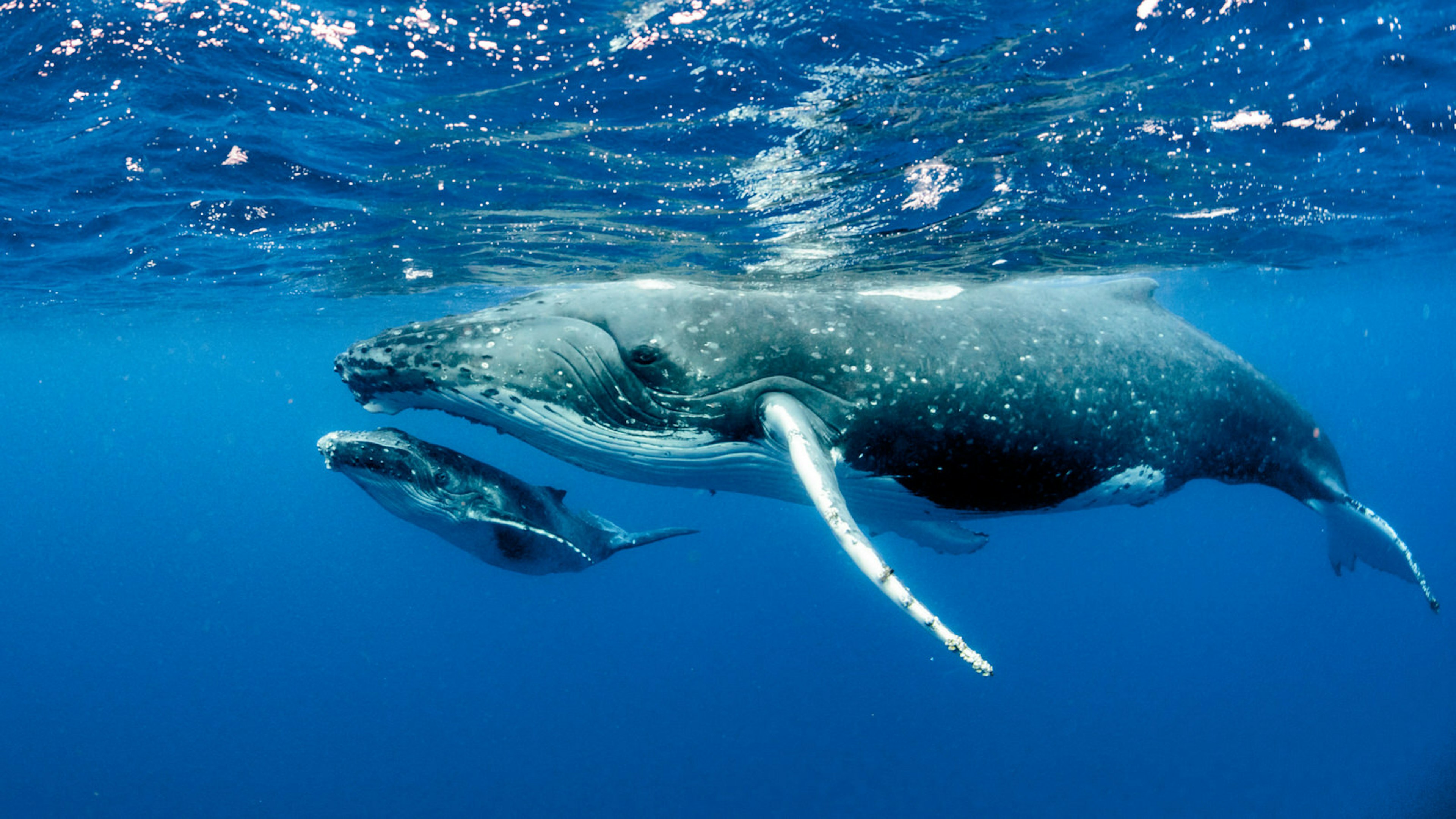 A adult and baby humpack baby whale swim close to the surface of the Pacific Ocean. The image is taken from underwater, side on to the whales.