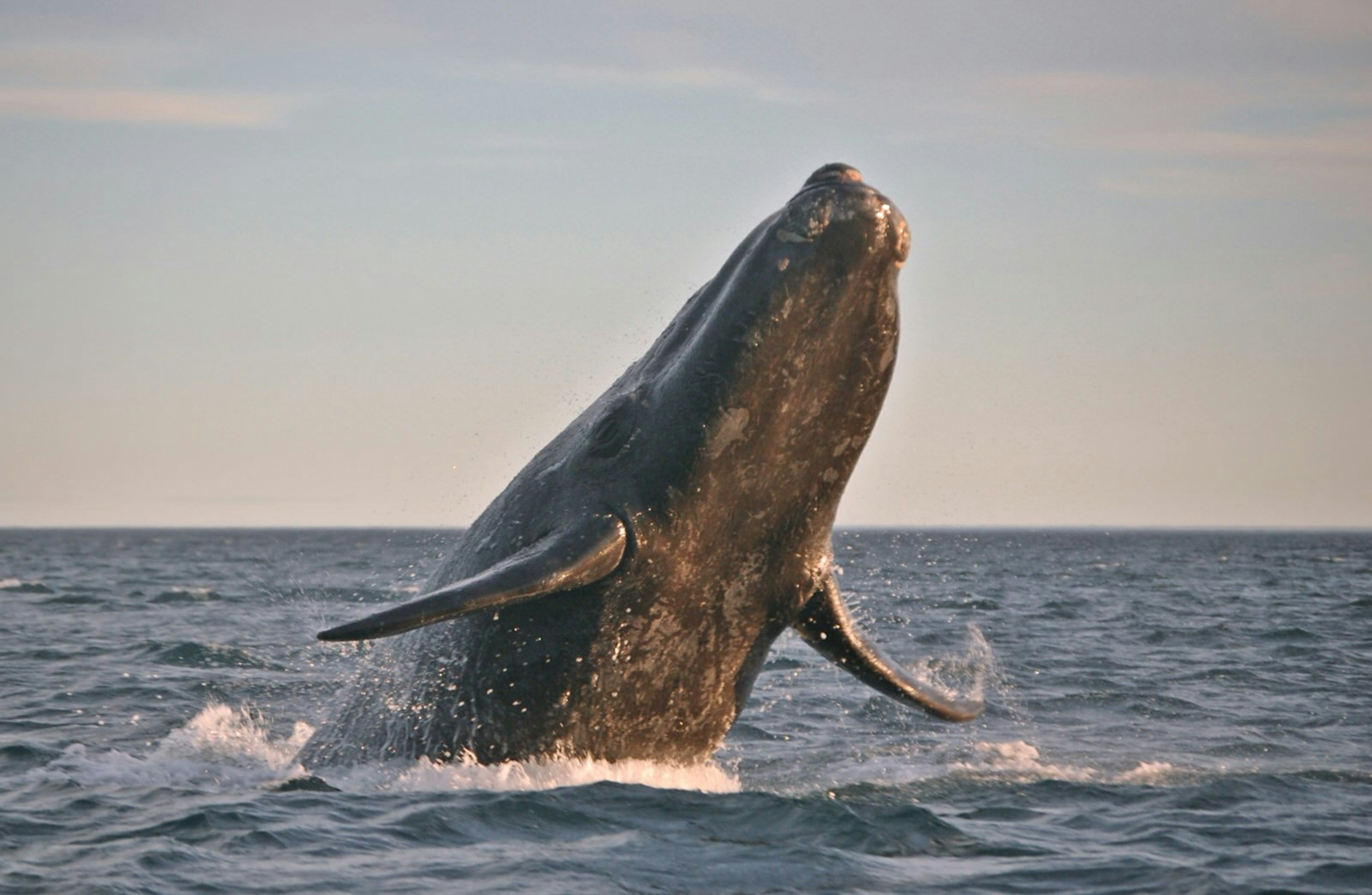 A Southern Right Whale breaching