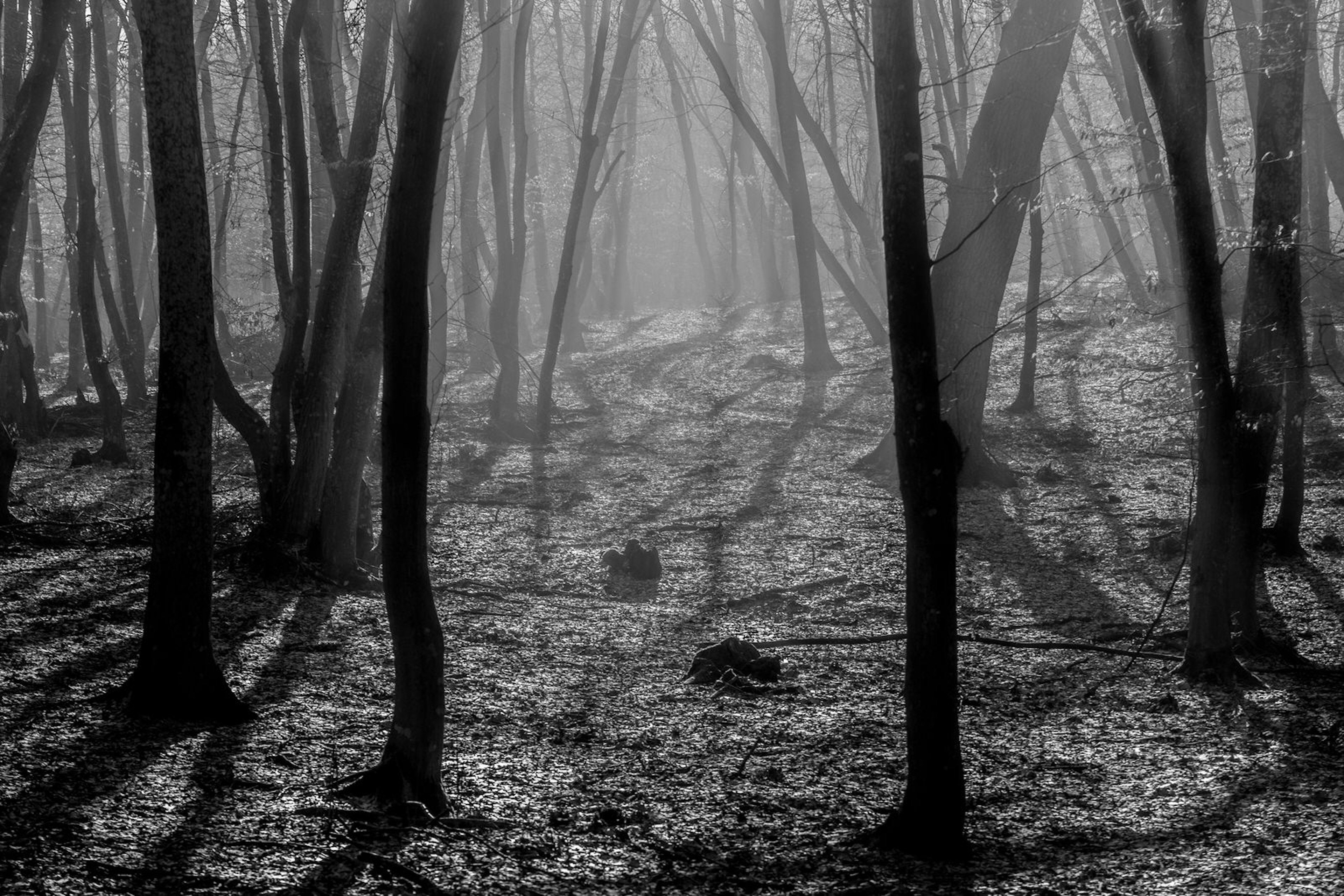 Lots of tall, thin trees are packed together as mist gathers in the forest of Hoia Baciu. UFO sightings in this area date back to the 1960s.