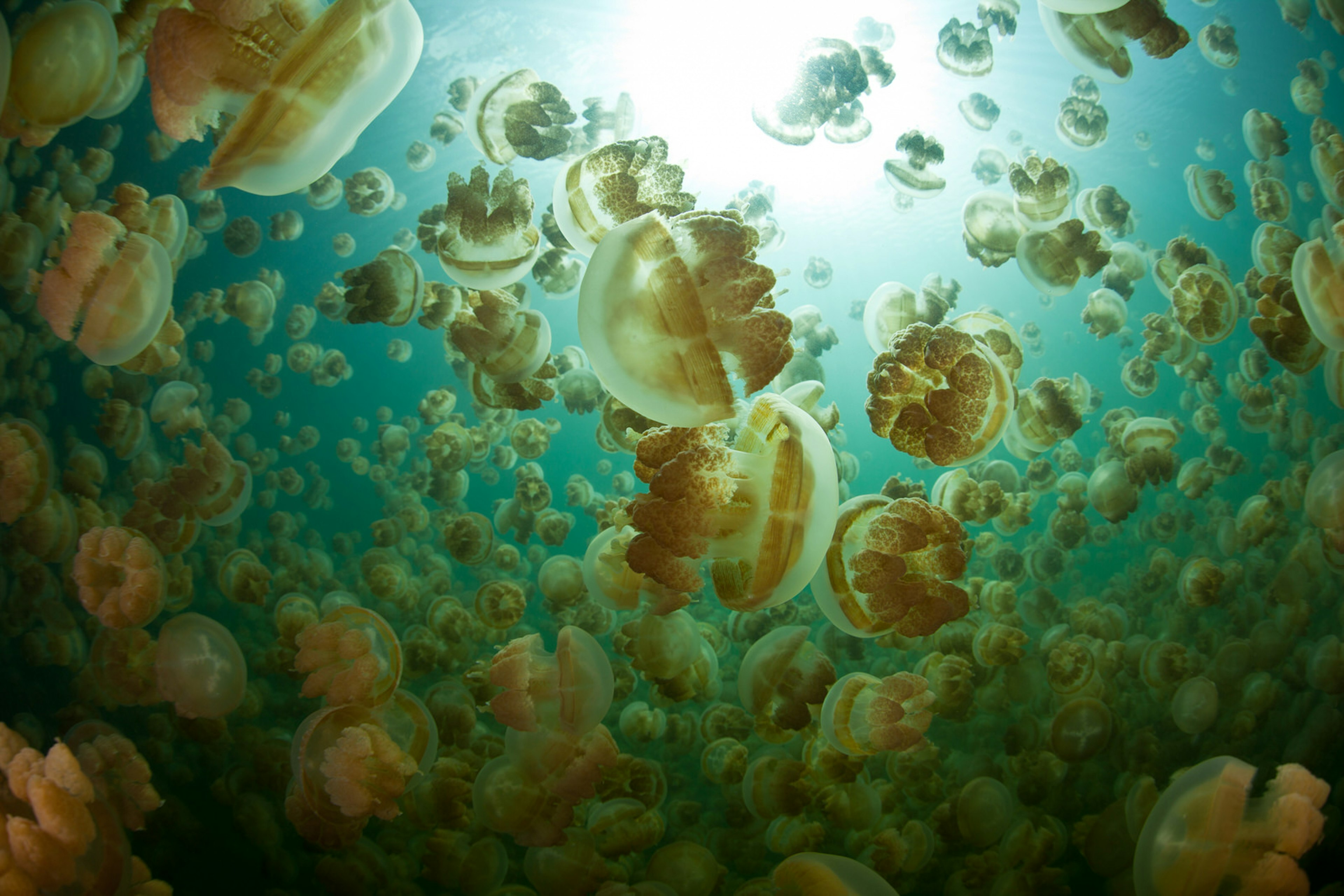 An upwards shout of Golden jellyfish floating through the water with the sun brightly shining through, in Palau © Ethan Daniels / Shutterstock