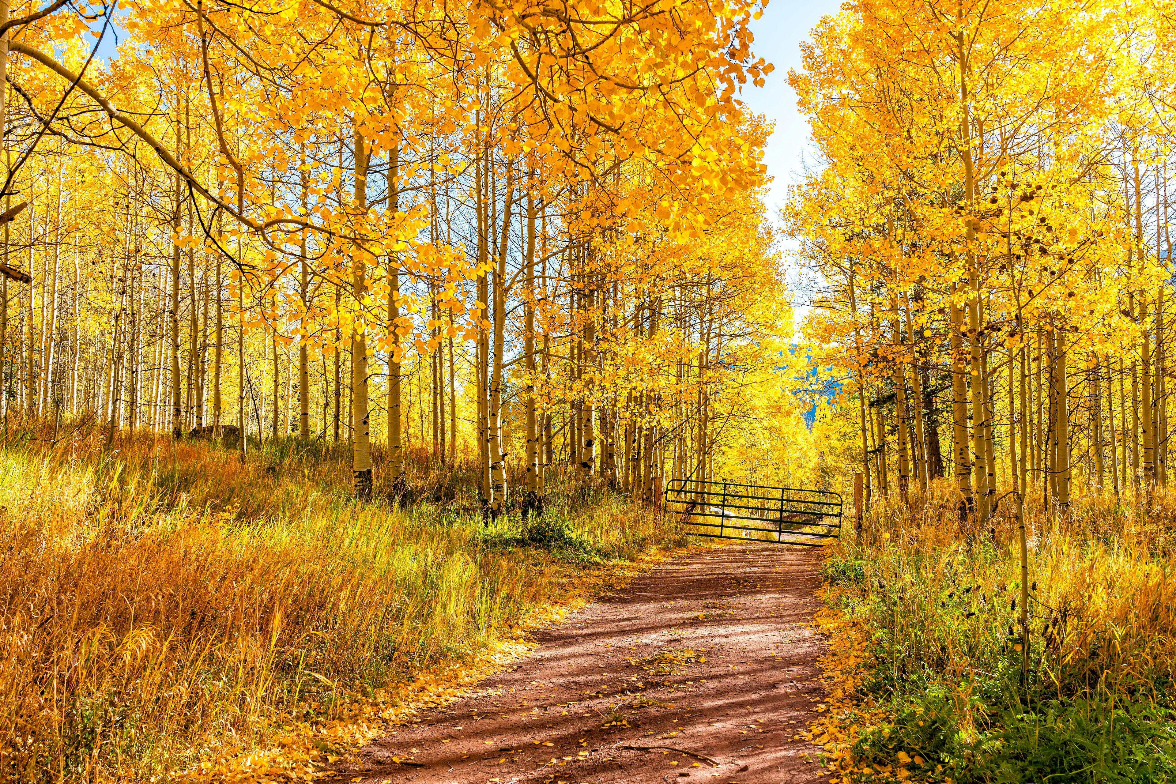 Lace up your hiking boots and enjoy the aspen trees in Colorado during fall