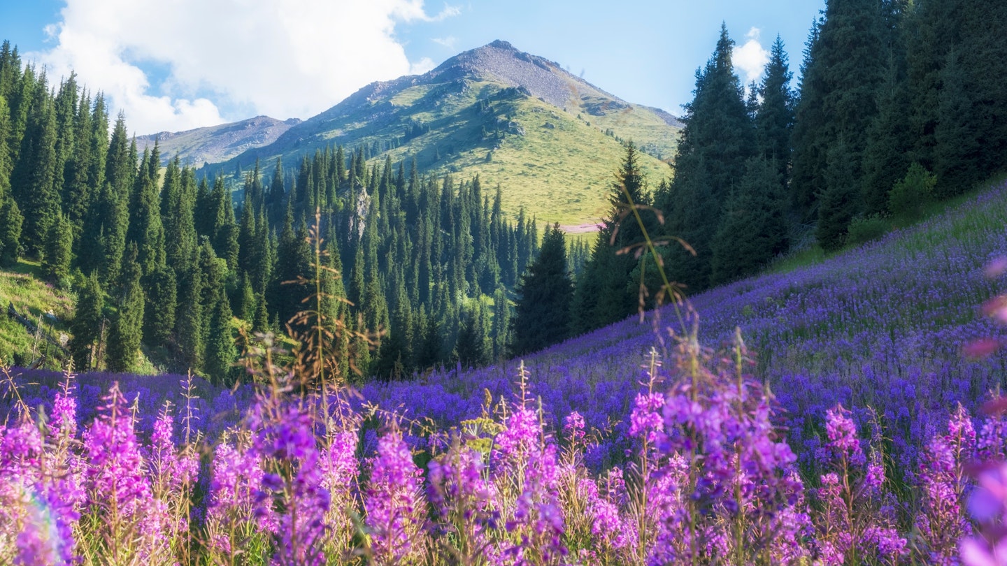 Beautiful flowers Ivan Chai or Kiprey fireweed in mountains at sunset.