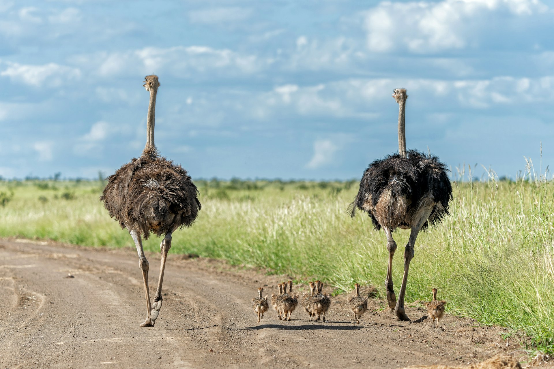 Large ostriches with chicks walk along the edge of grassland in Kruger National Park