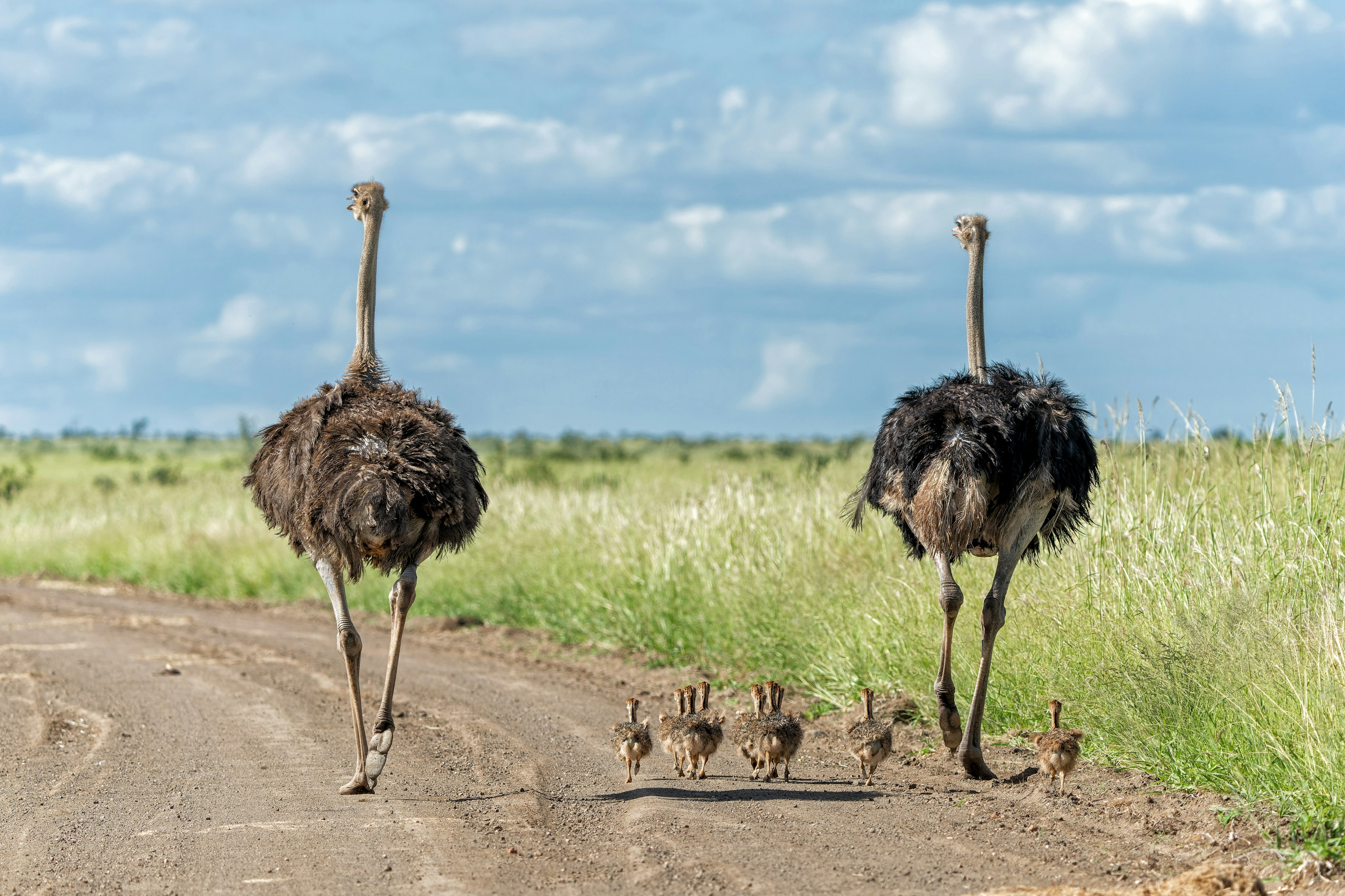 Large ostriches with chicks walk along the edge of grassland in Kruger National Park