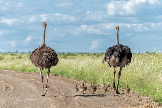 Large ostriches with chicks walk along the edge of grassland in Kruger National Park