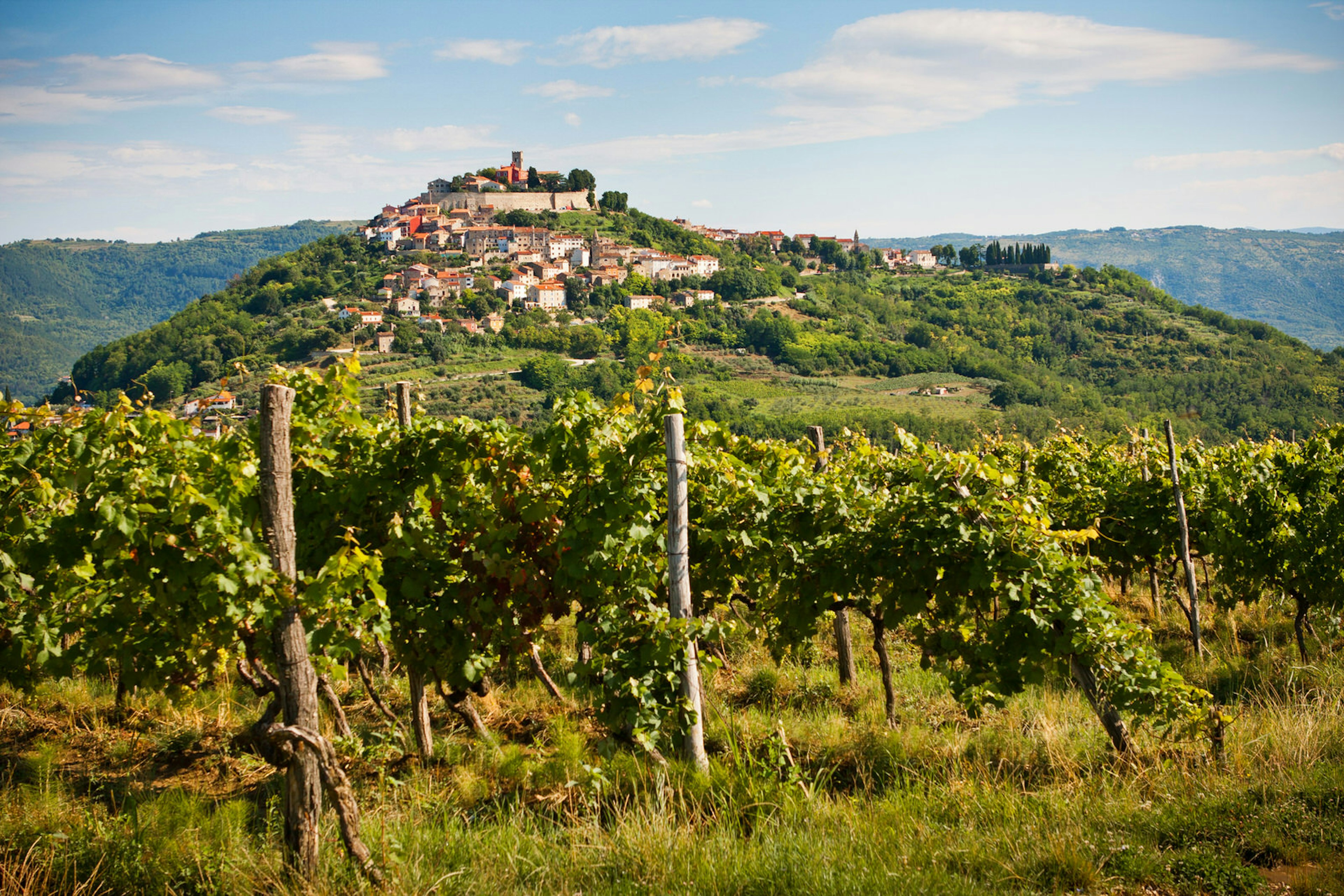 Grapevines fill the foreground, with the hill town of Motovun in the background