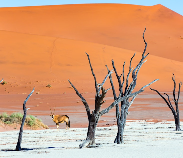 2510179823
acacia, adventure, africa, african, animal, antelope, arid, attraction, barren, blue, clay, color, day, dead, deadvlei, desert, dry, dune, earth, famous, heat, hooves, horns, hot, mammal, mist, namib, namib desert, namib-naukluft, namibia, national, nature, naukluft, orange, oryx, saberhorn, sand, scenery, sky, sossusvlei, sunbeam, sunlight, white, wild, wild world, yellow
Dead Valley (Deadvlei) is the attraction in the Park Namib-Naukluft. Surrounded by the orange dunes of Sossusvlei. Oryx - saber-horned antelope in the Namib Desert.