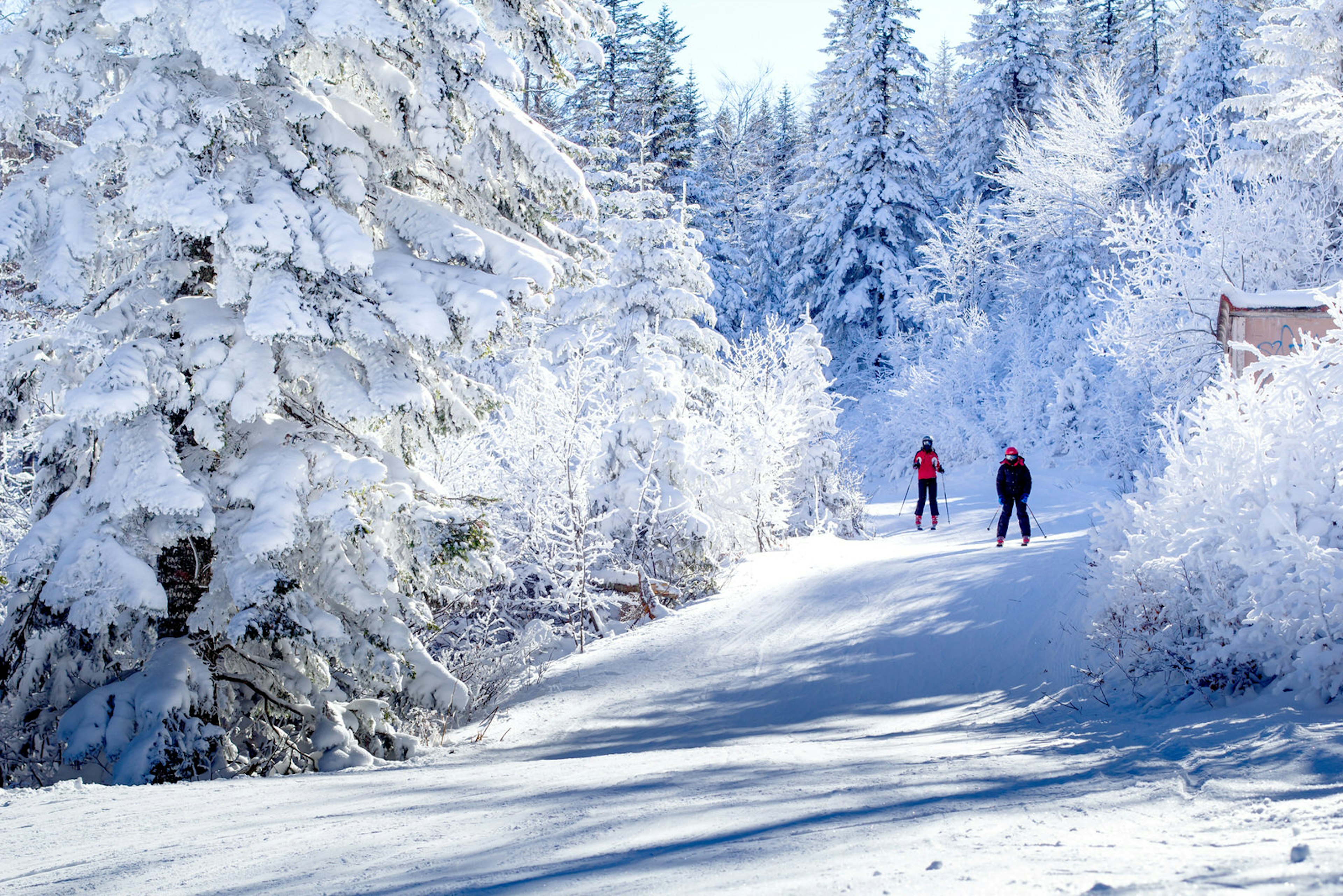 Two skiers on a gentle tree-lined slope