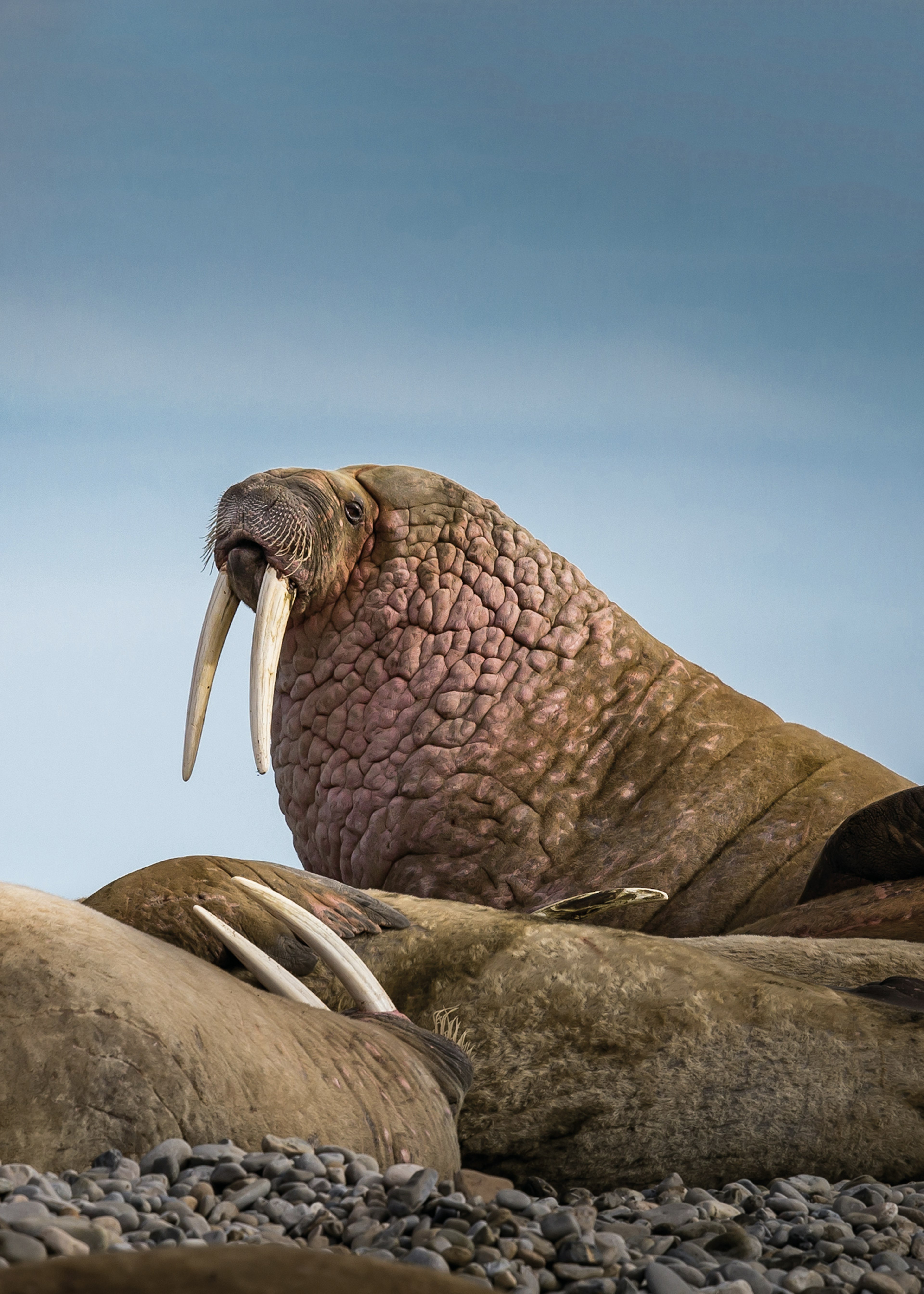 A walrus