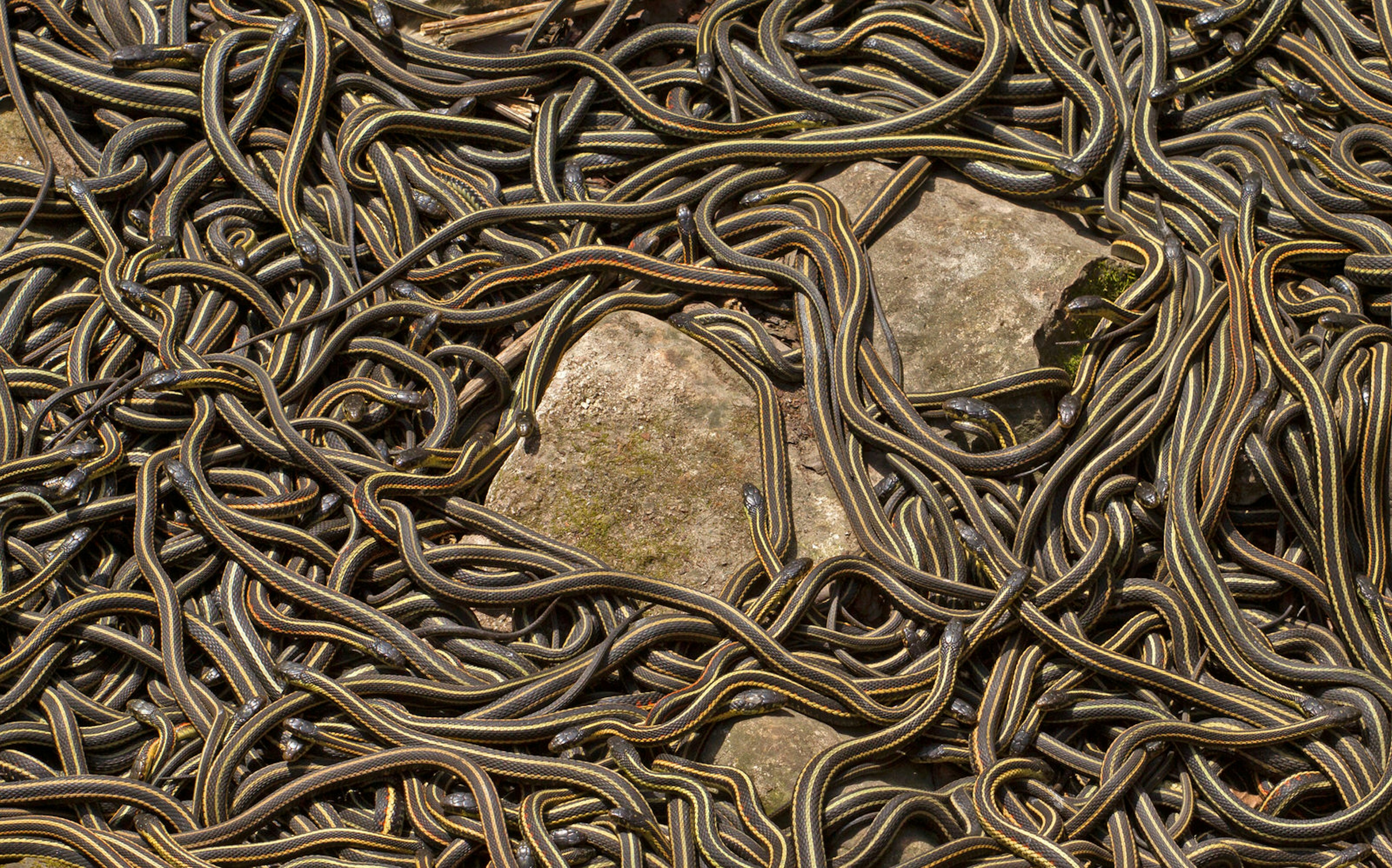 Red-sided garter snakes