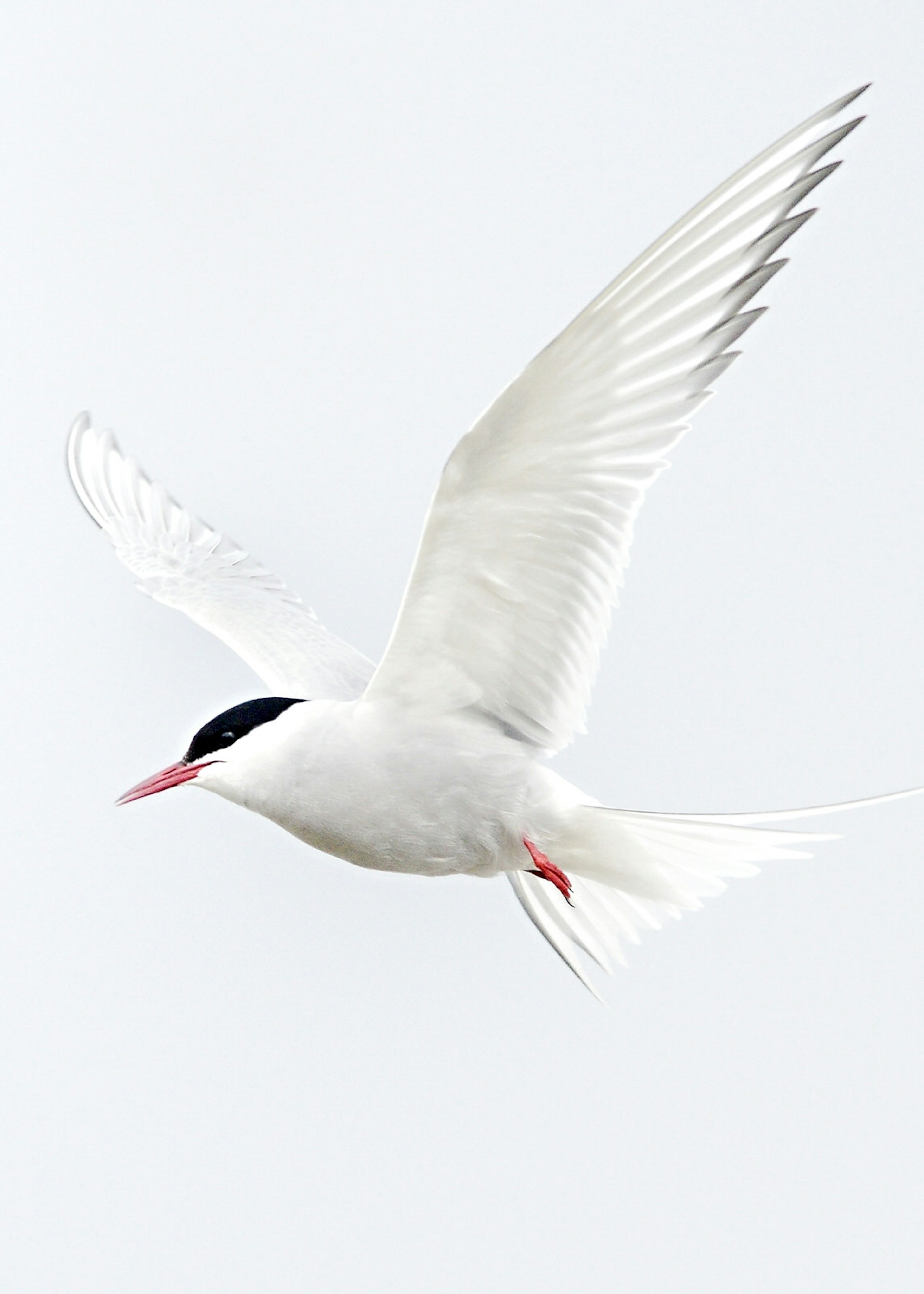 An Arctic tern, white with a black section at the top of its head, in flight