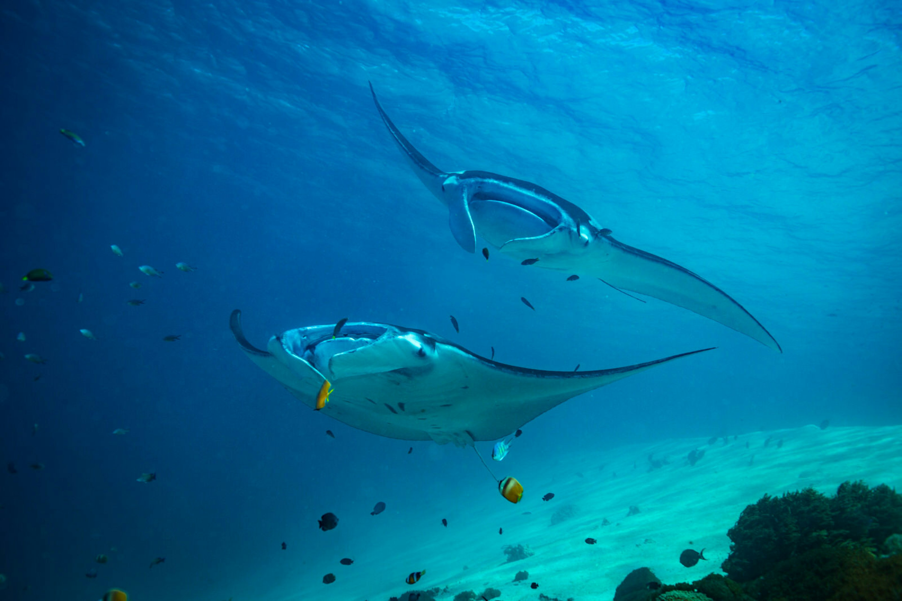 Two manta rays glide through the waters of Komodo National Park © sergemi / Shutterstock