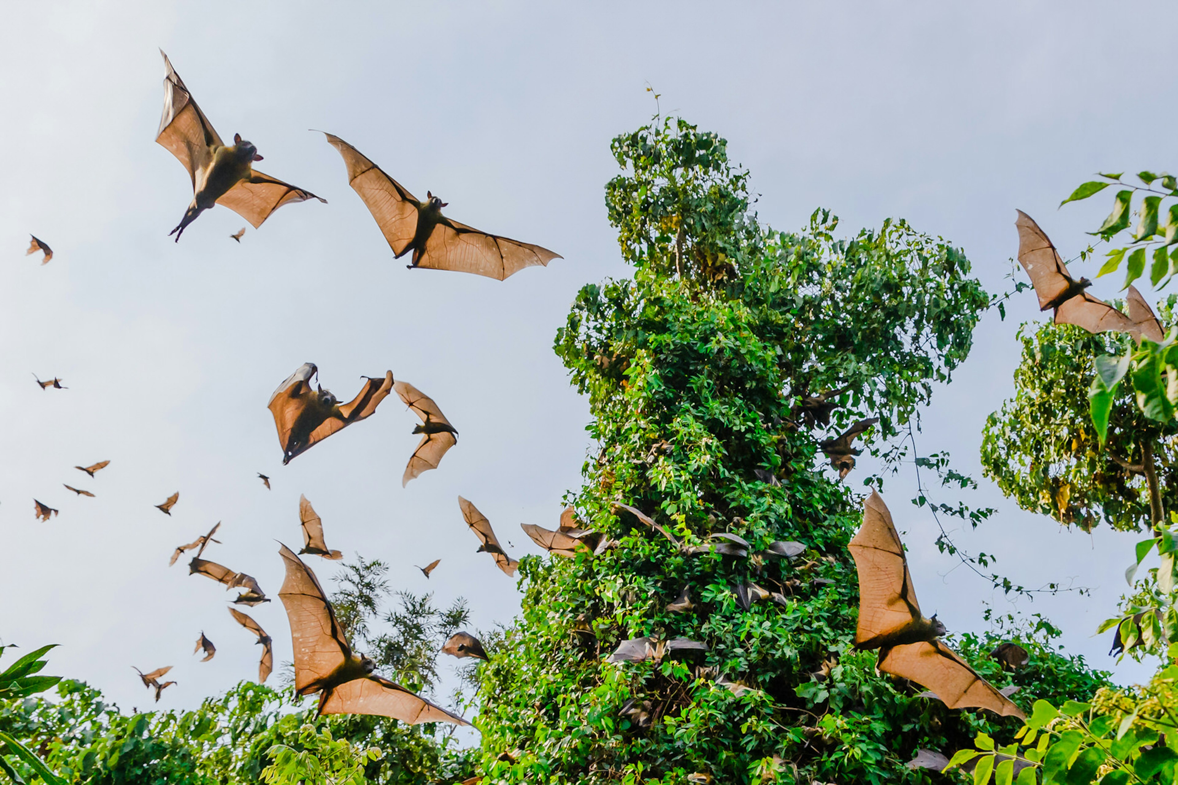 Fruit bats in flight