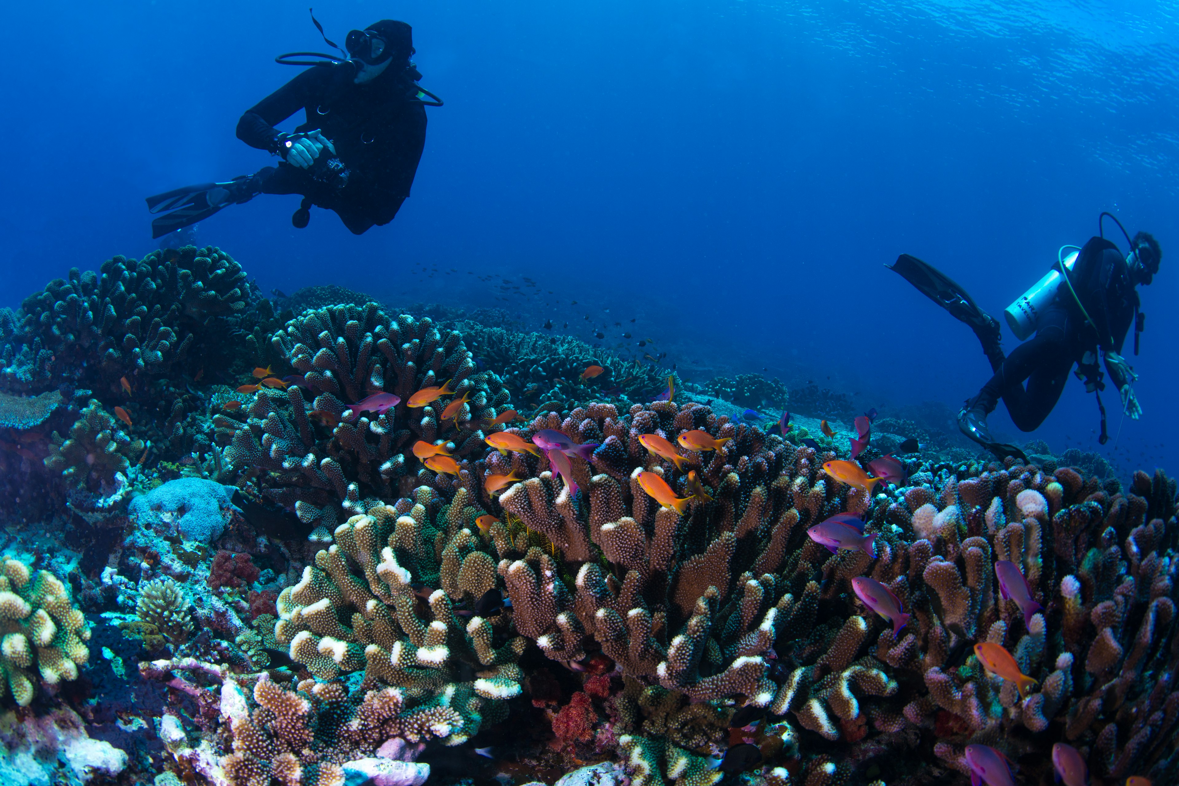 Divers exploring the coral heads of Fiji's Rainbow Reef. Shutterstock