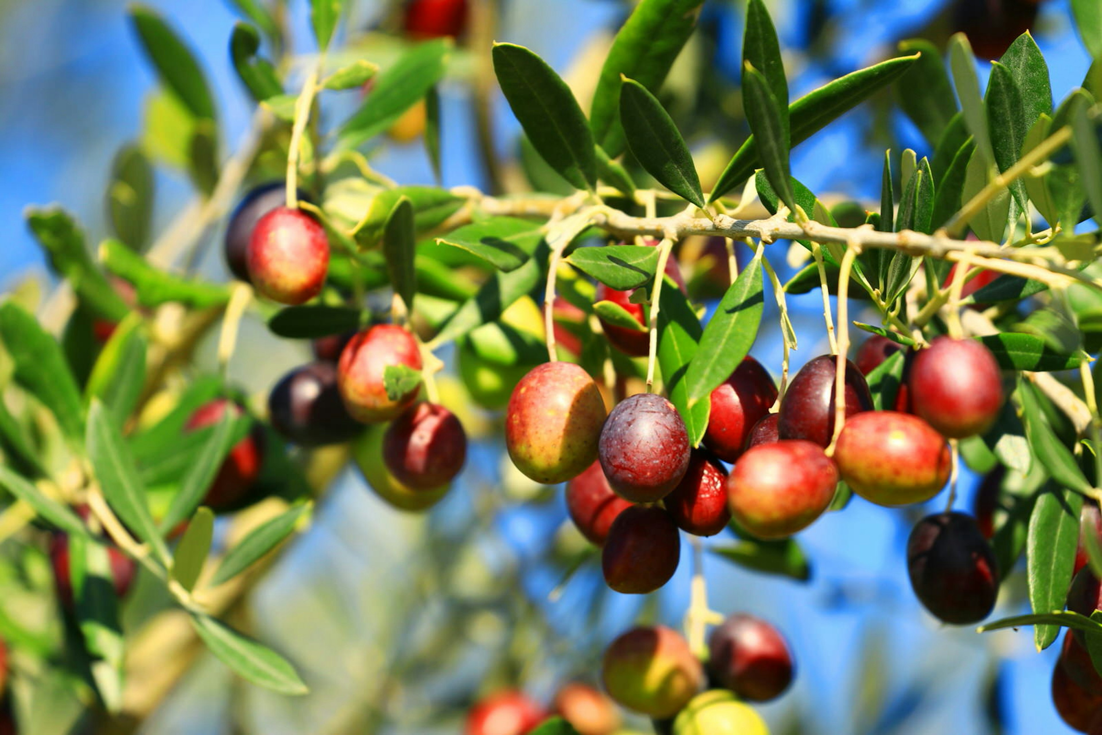 Olives on the tree turning from green to brown