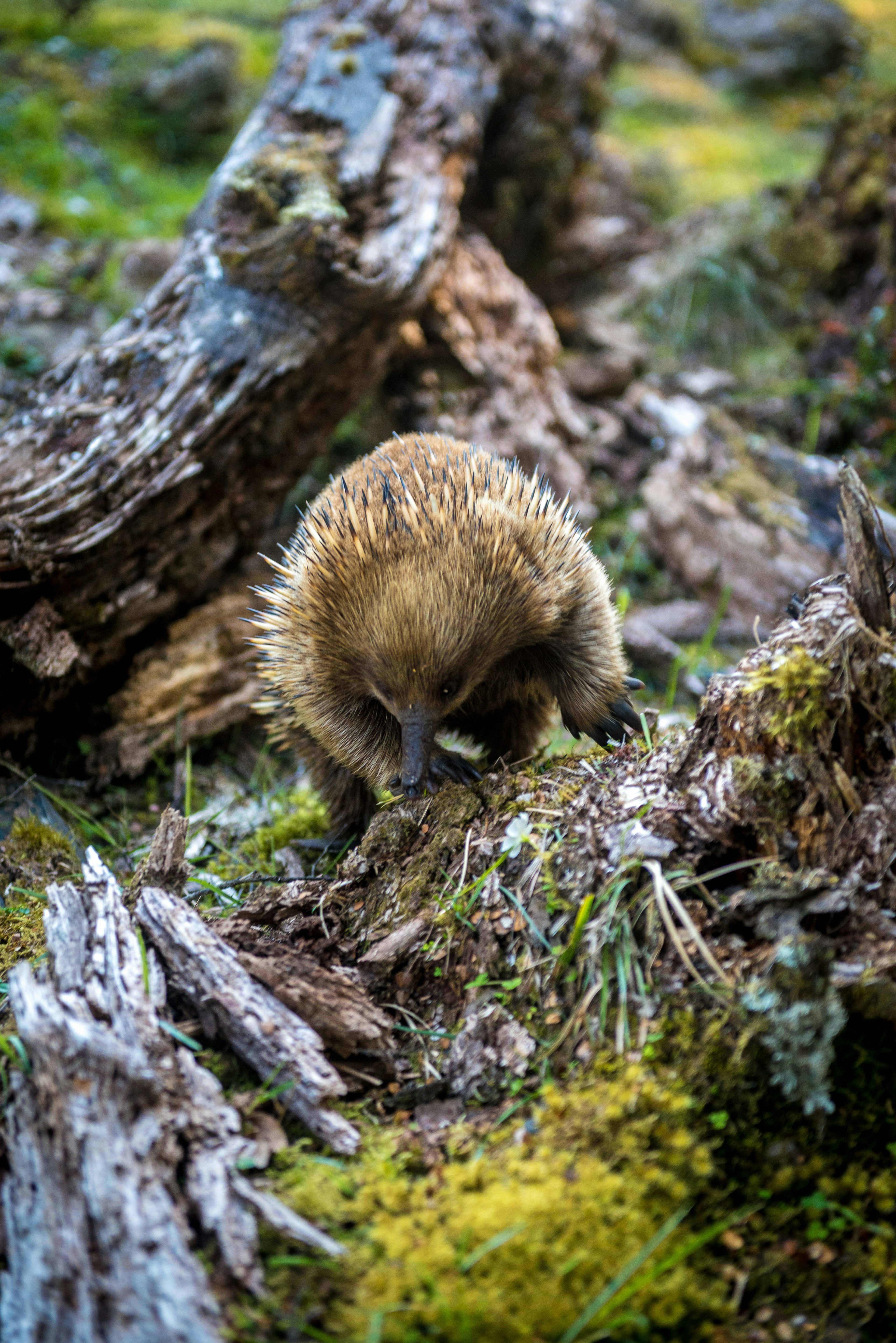 A Tasmanian Echidna walking in a wooded area.