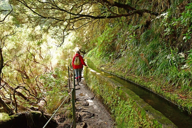 A woman walks along a levada in Madeira, with lots of greenery around.