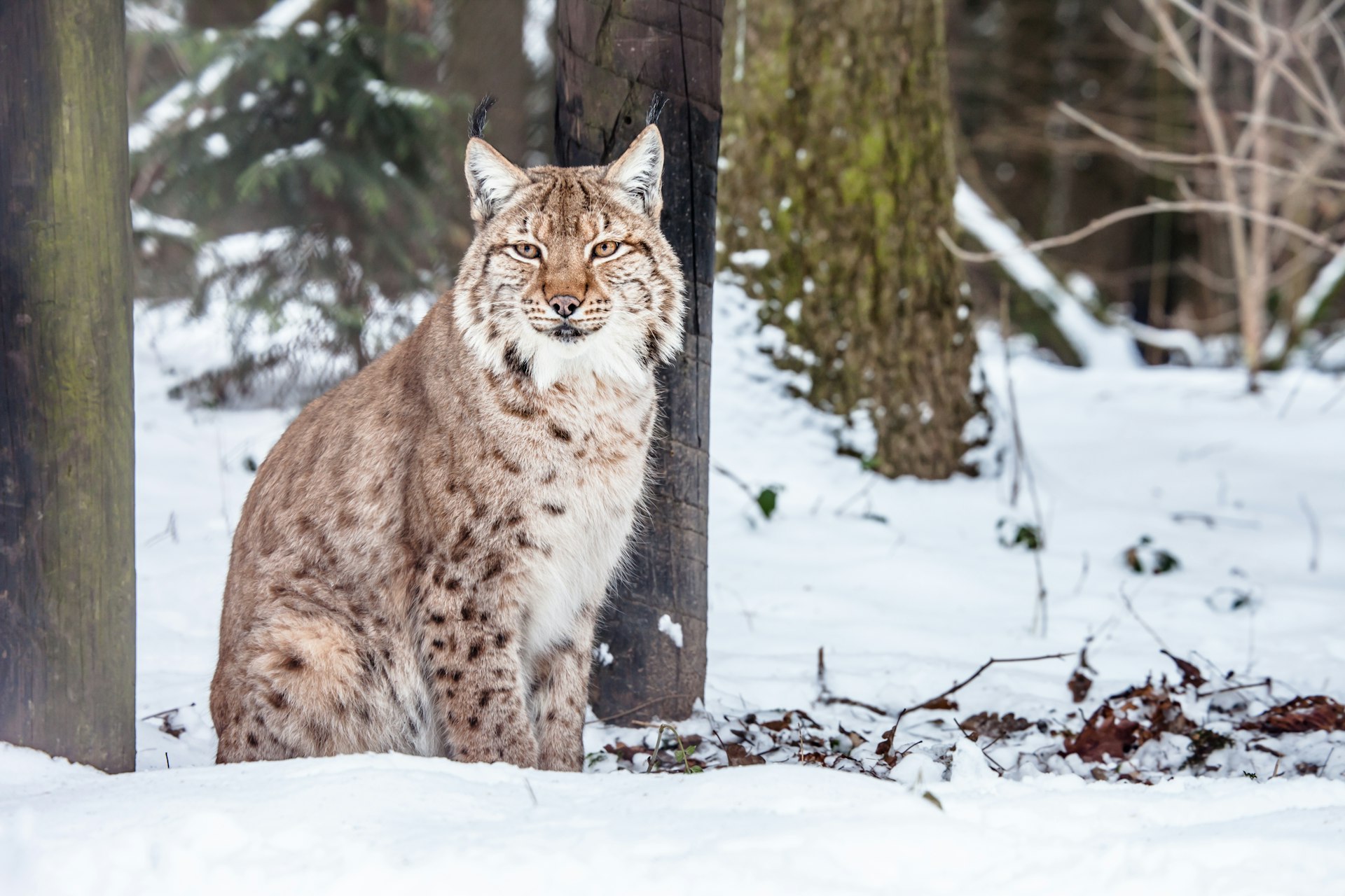 A Eurasian lynx (Lynx lynx carpathicus) looking into the camera in a snowy forest