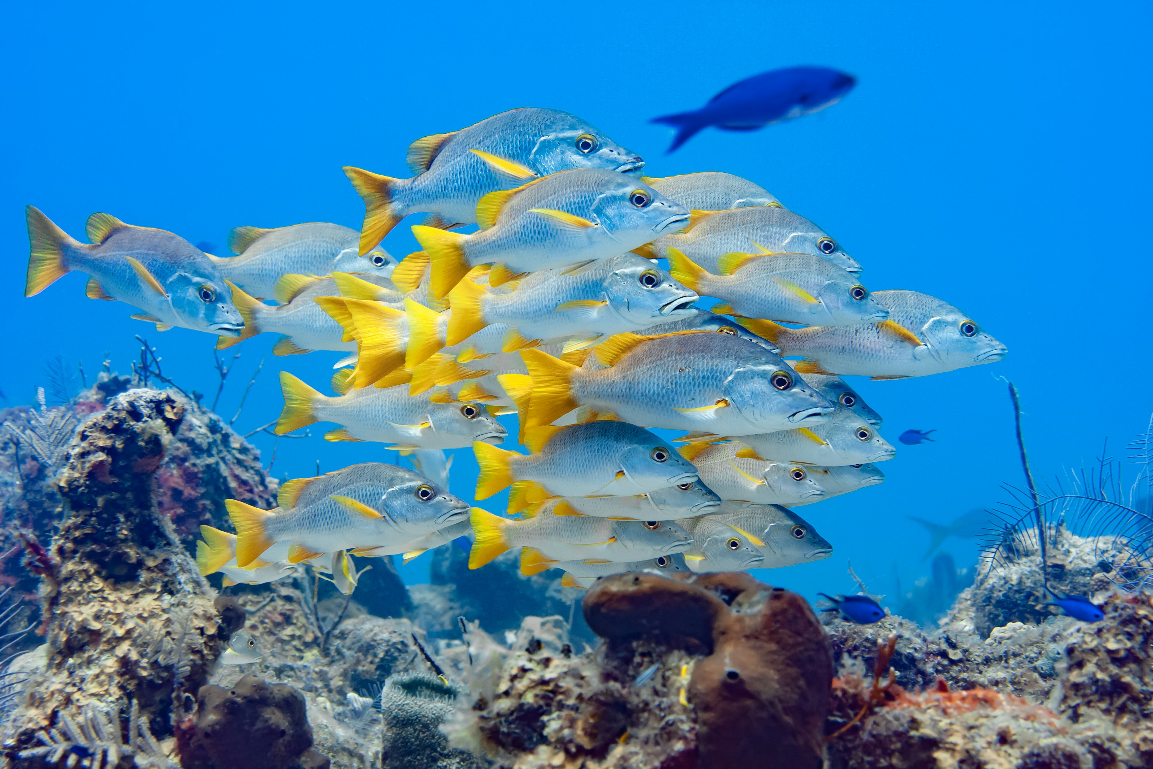 A large school of fish with yellow tails swimming in a reef in the clear waters surrounding the Turks and Caicos Islands. | You'll encounter an abundance of sea creatures when you snorkel above the islands' reef systems. Eric Carlander/Shutterstock