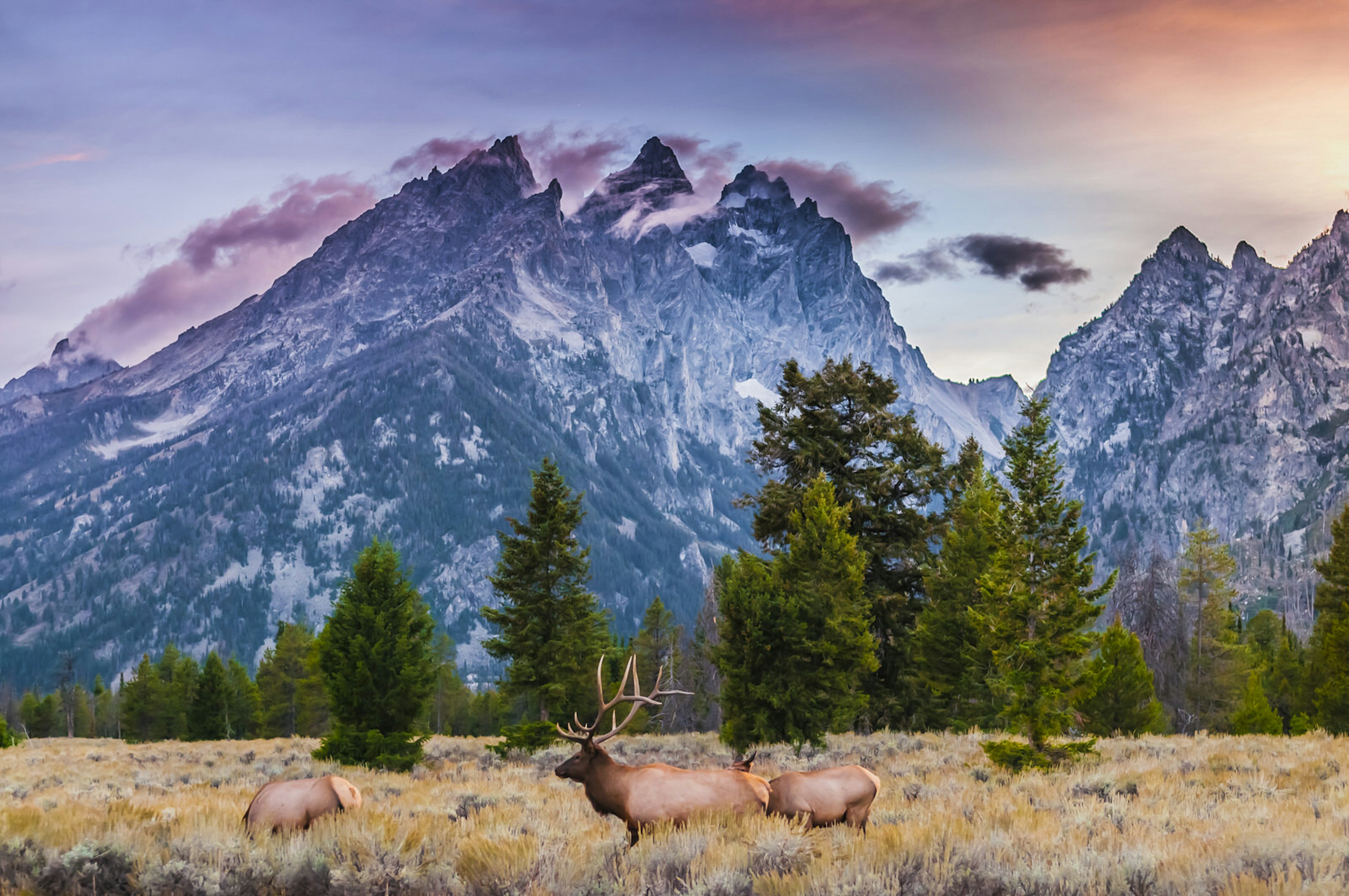 Elk in Grand Teton National Park © Kris Wiktor / Shutterstock