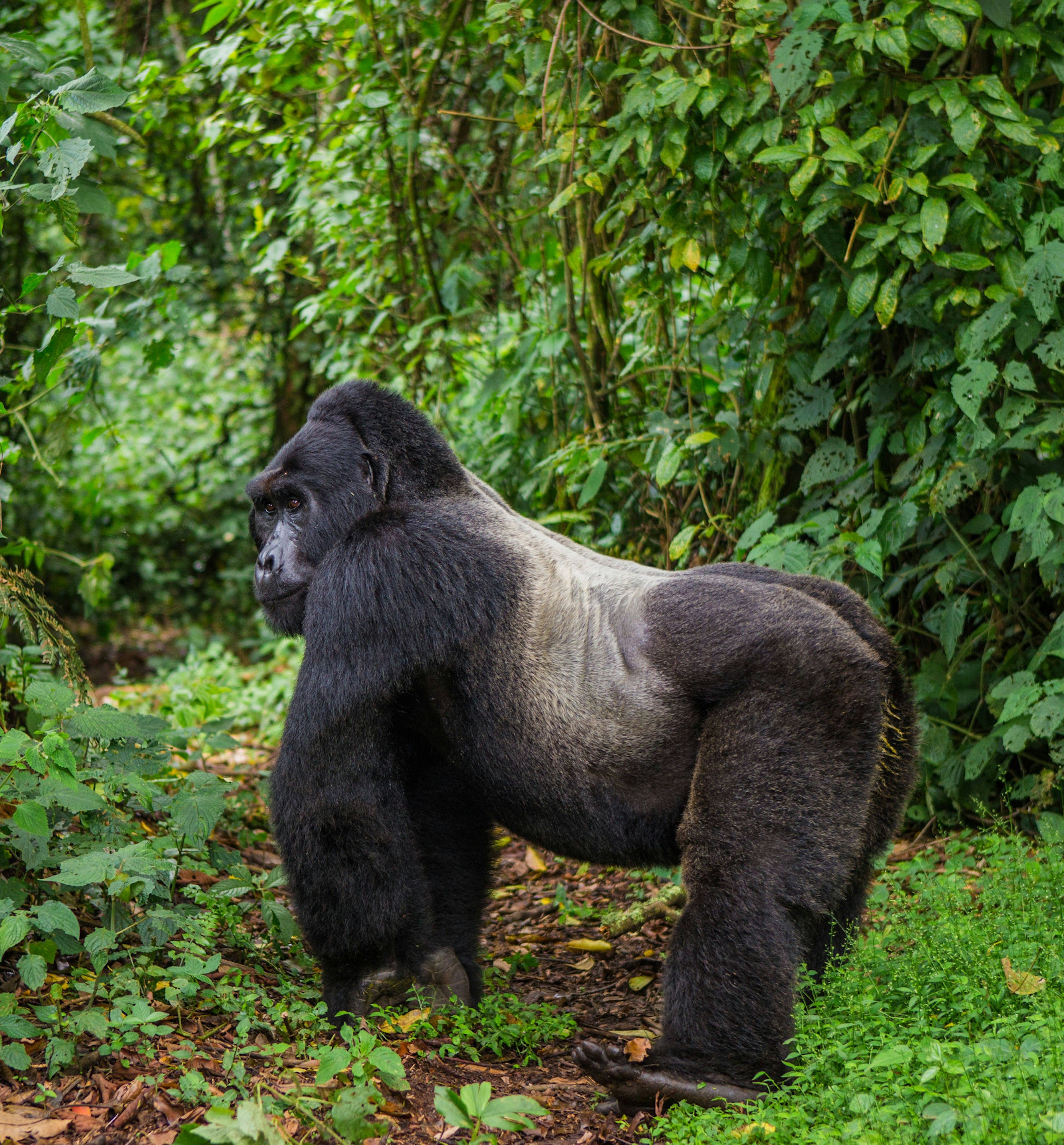 A dominant male gorilla standing on all fours in the forest of Bwindi. His silver back striped between his jet black legs, shoulders, arms and head. ©GUDKOV ANDREY/Shutterstock