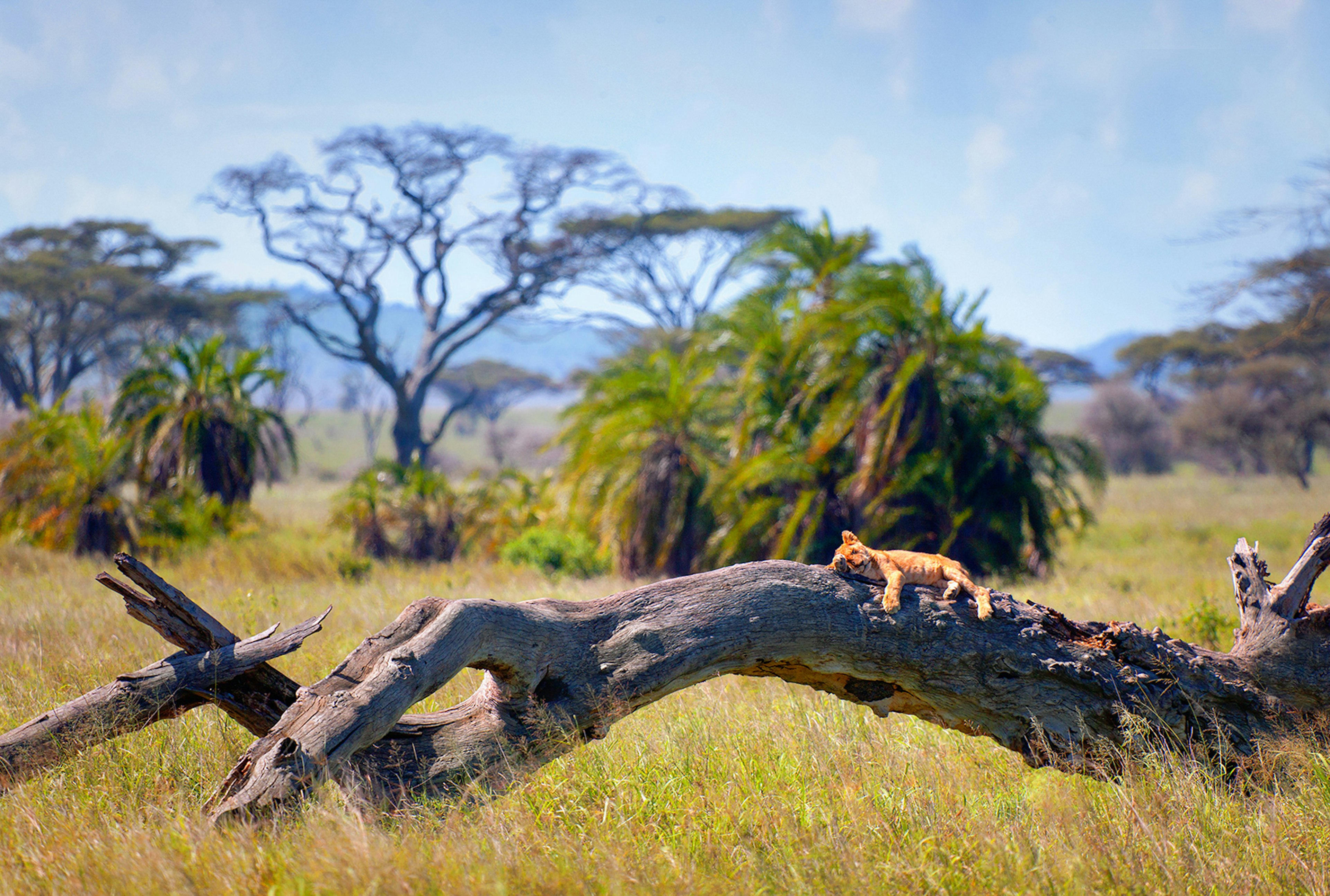 Lion in the Serengeti National Park, Kenya