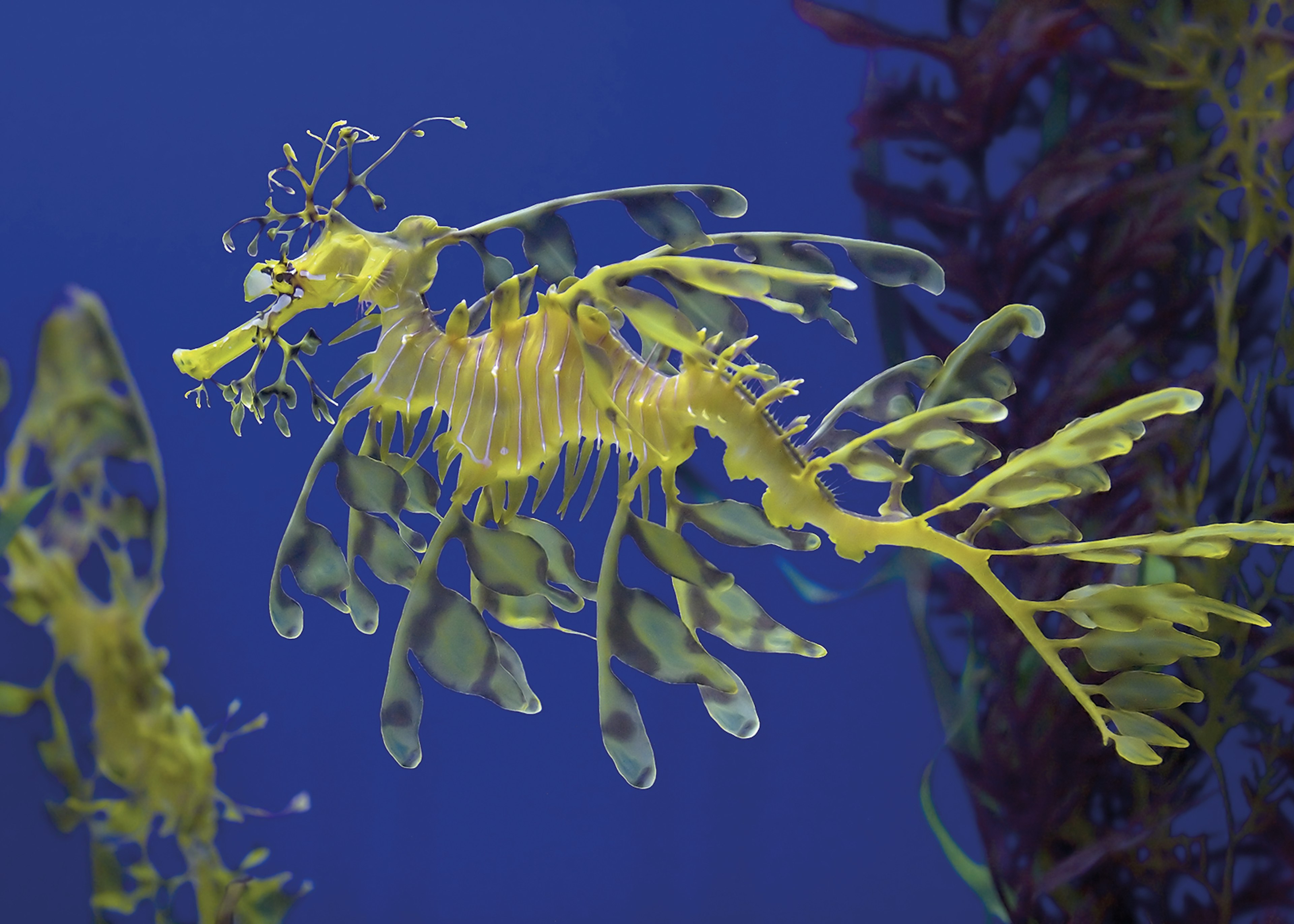 A leafy sea dragon