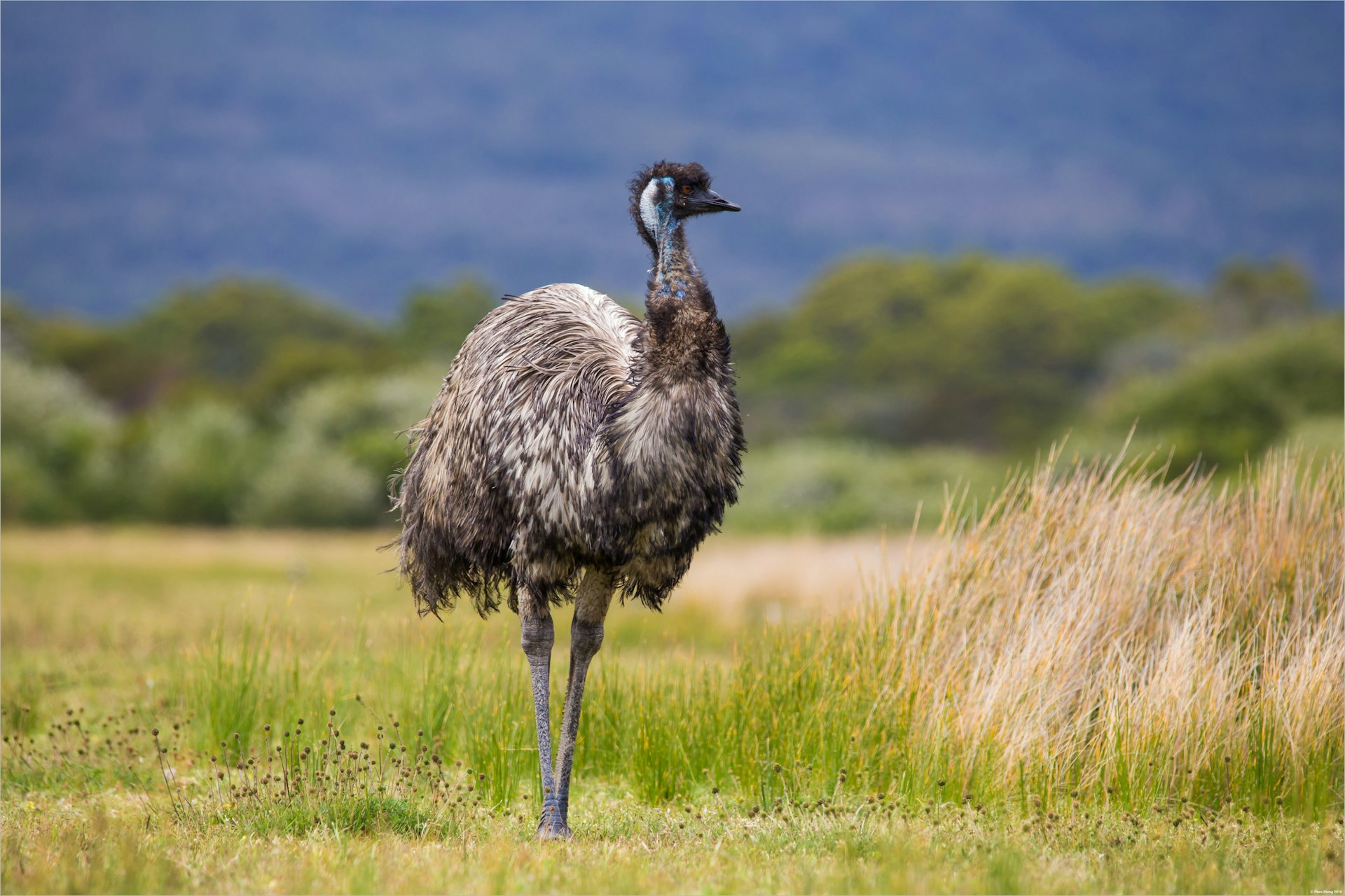 Australia Wild Emu found in national park