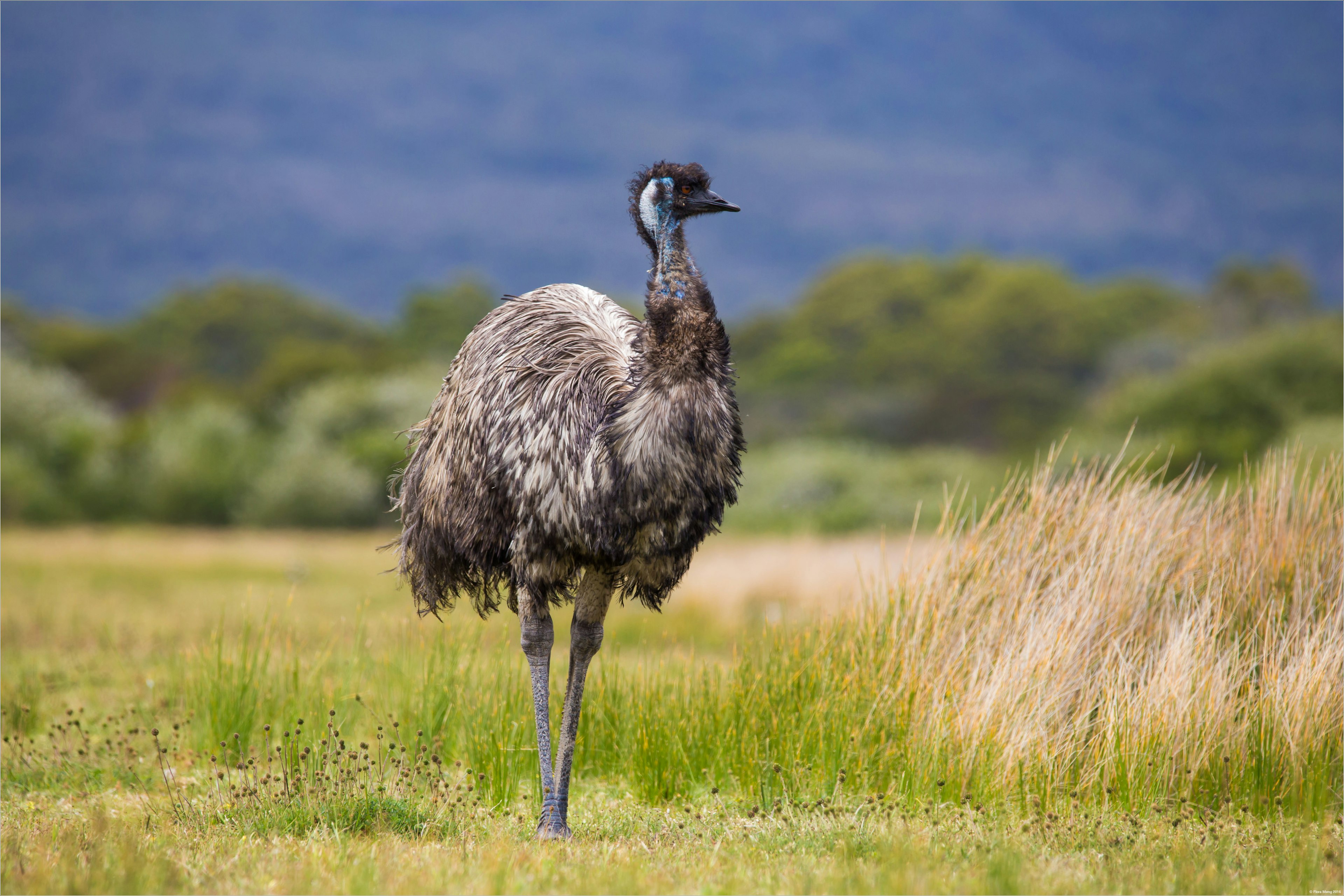 Australia Wild Emu found in national park