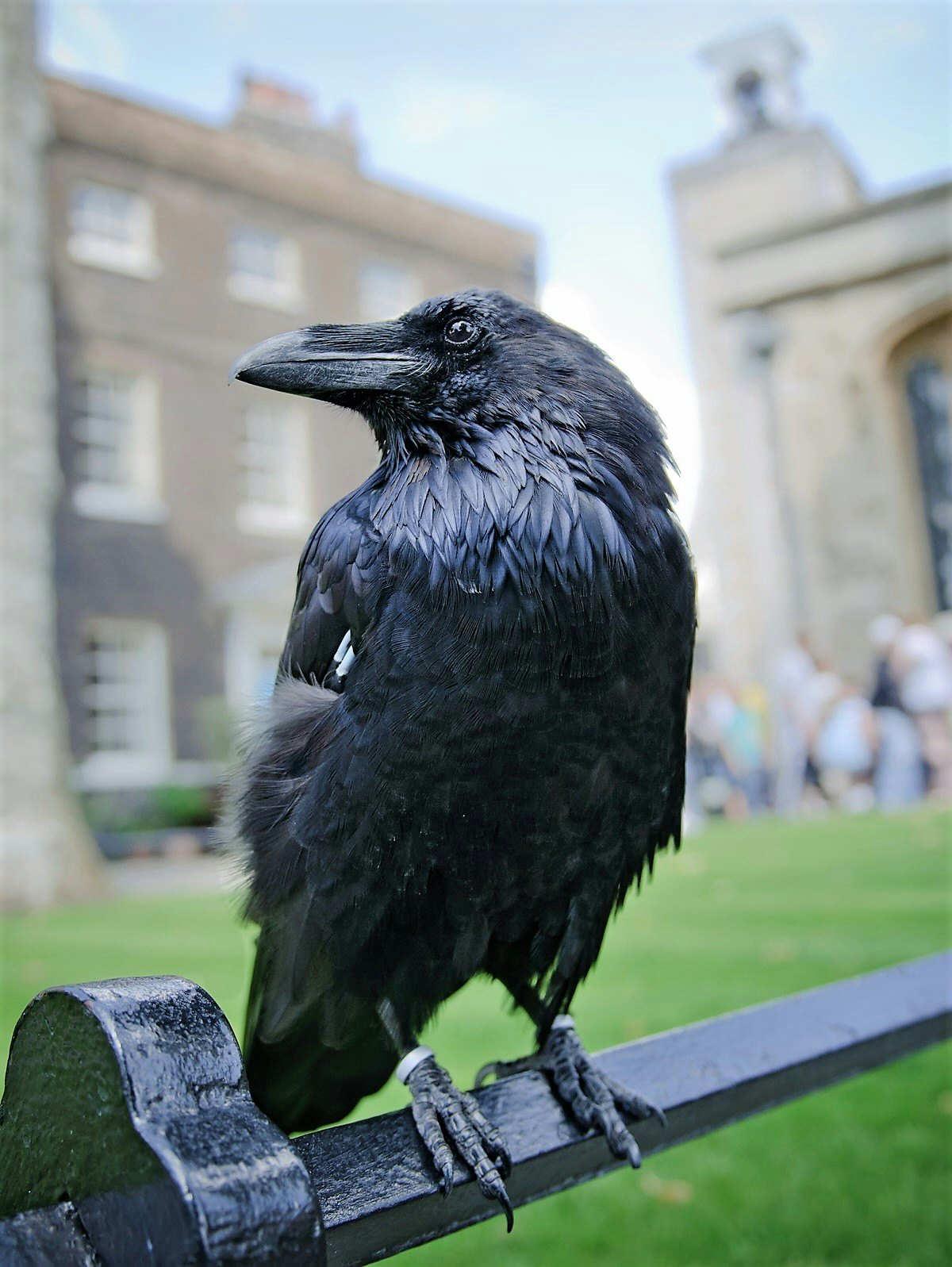 A raven in the Tower of London.