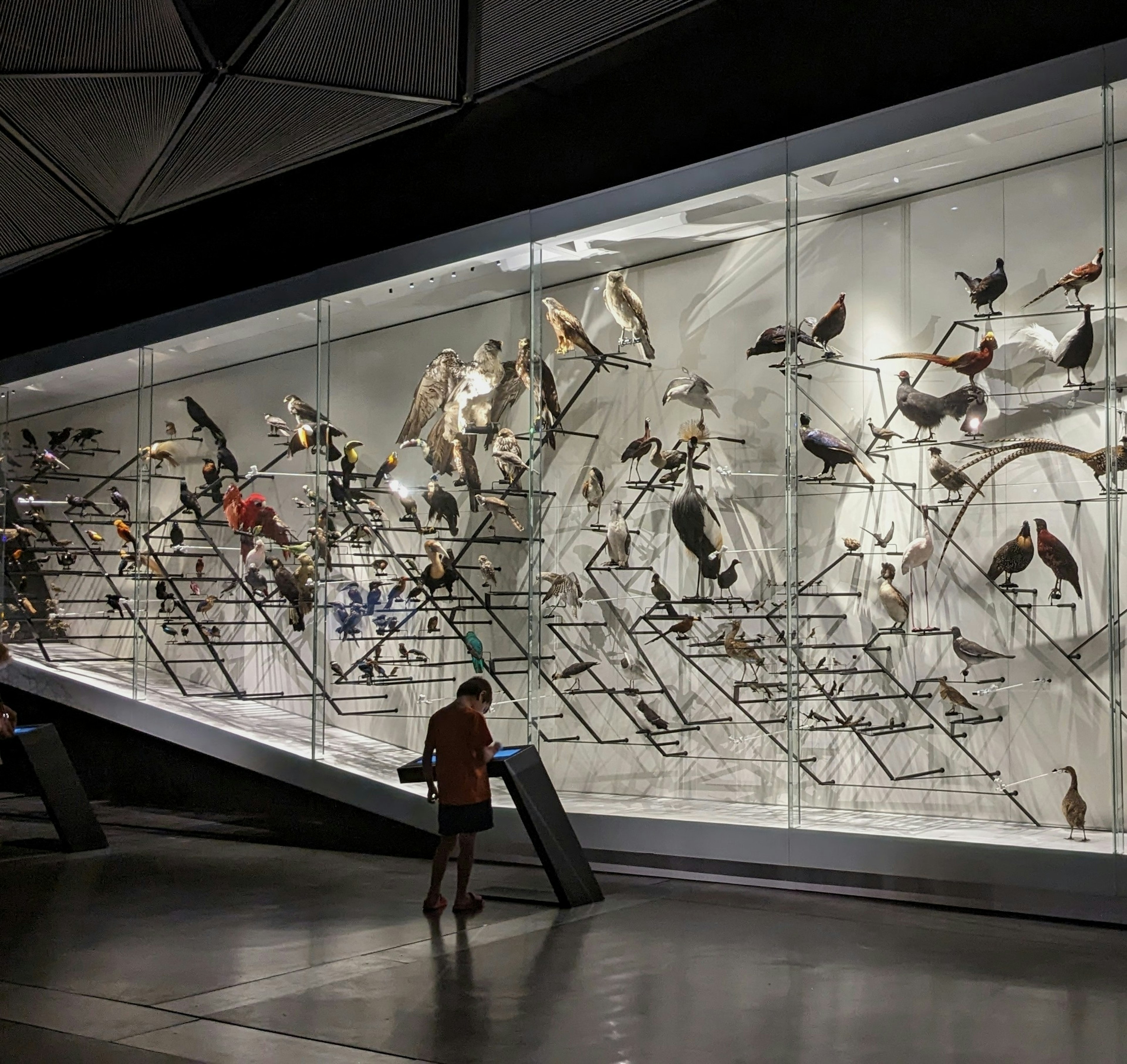 A young boy looking at a sign in front of a large glass-fronted display case of stuffed birds in the natural history section of the Musée des Confluences