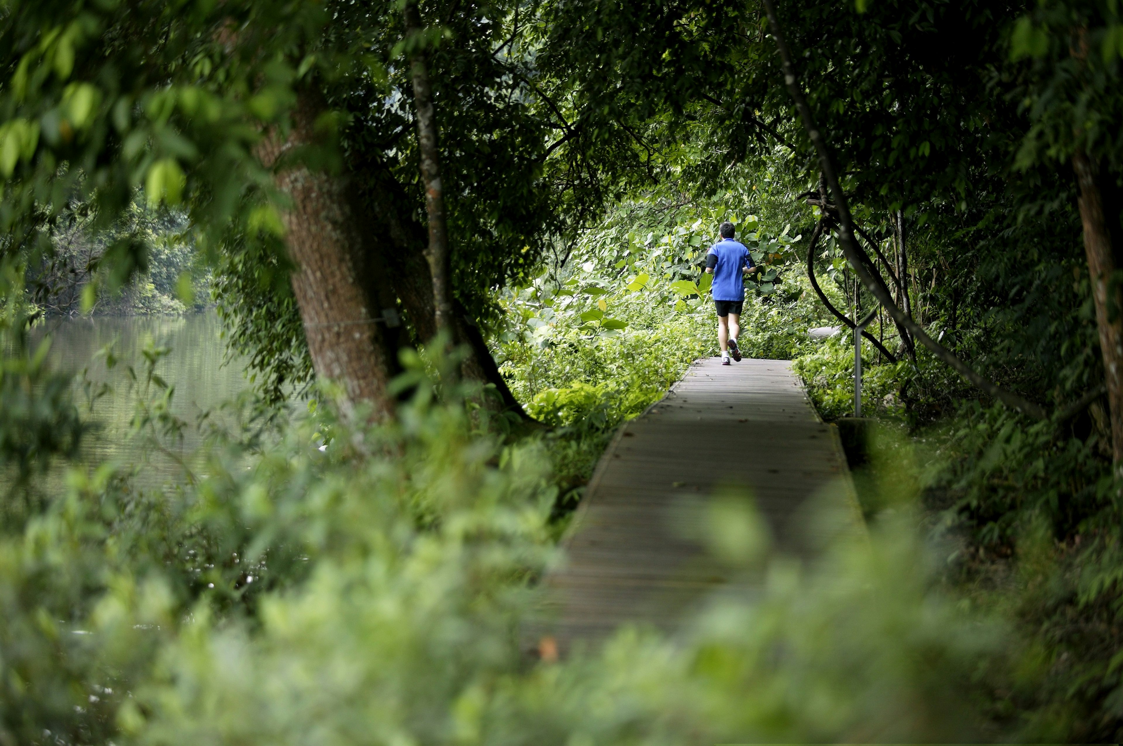 A boarded trail heads through a forest, with a lake visible through the foliage on the left; in the distance is person walking away.