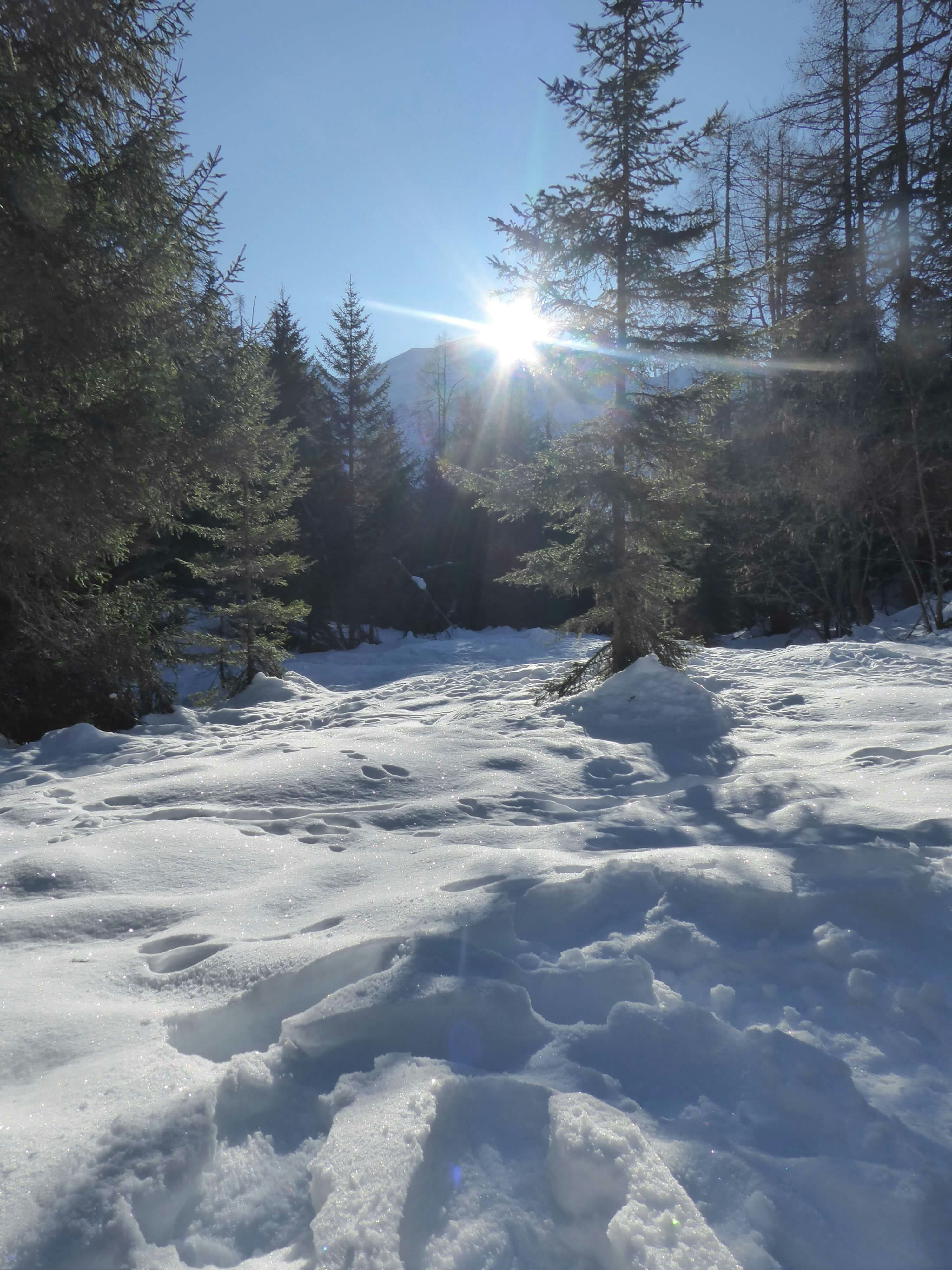 The sun peeks over the mountain range in the background, making reflections off the snow surrounded by alpine trees.