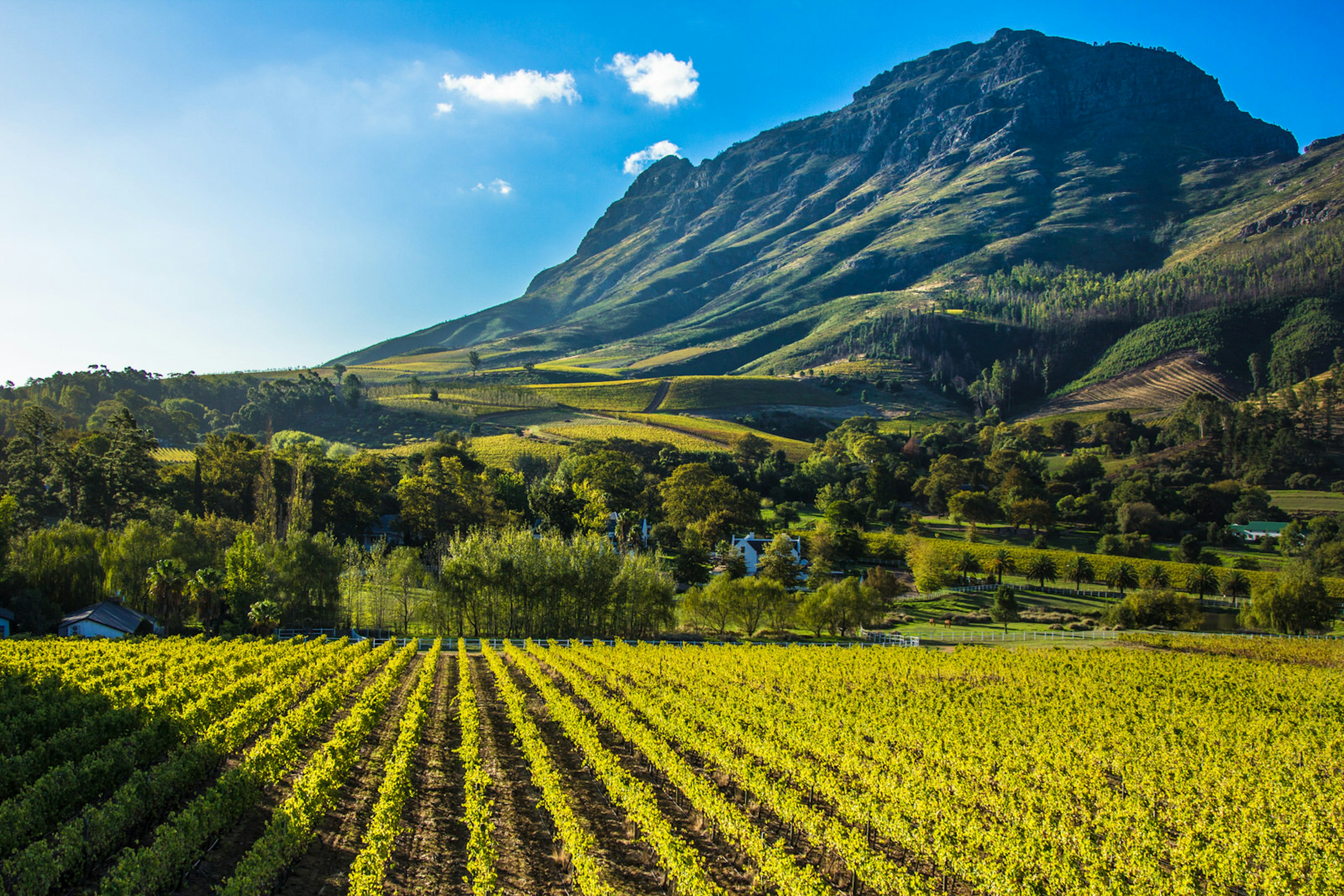 A vineyard sitting at the base of a towering mountain in the evening sun