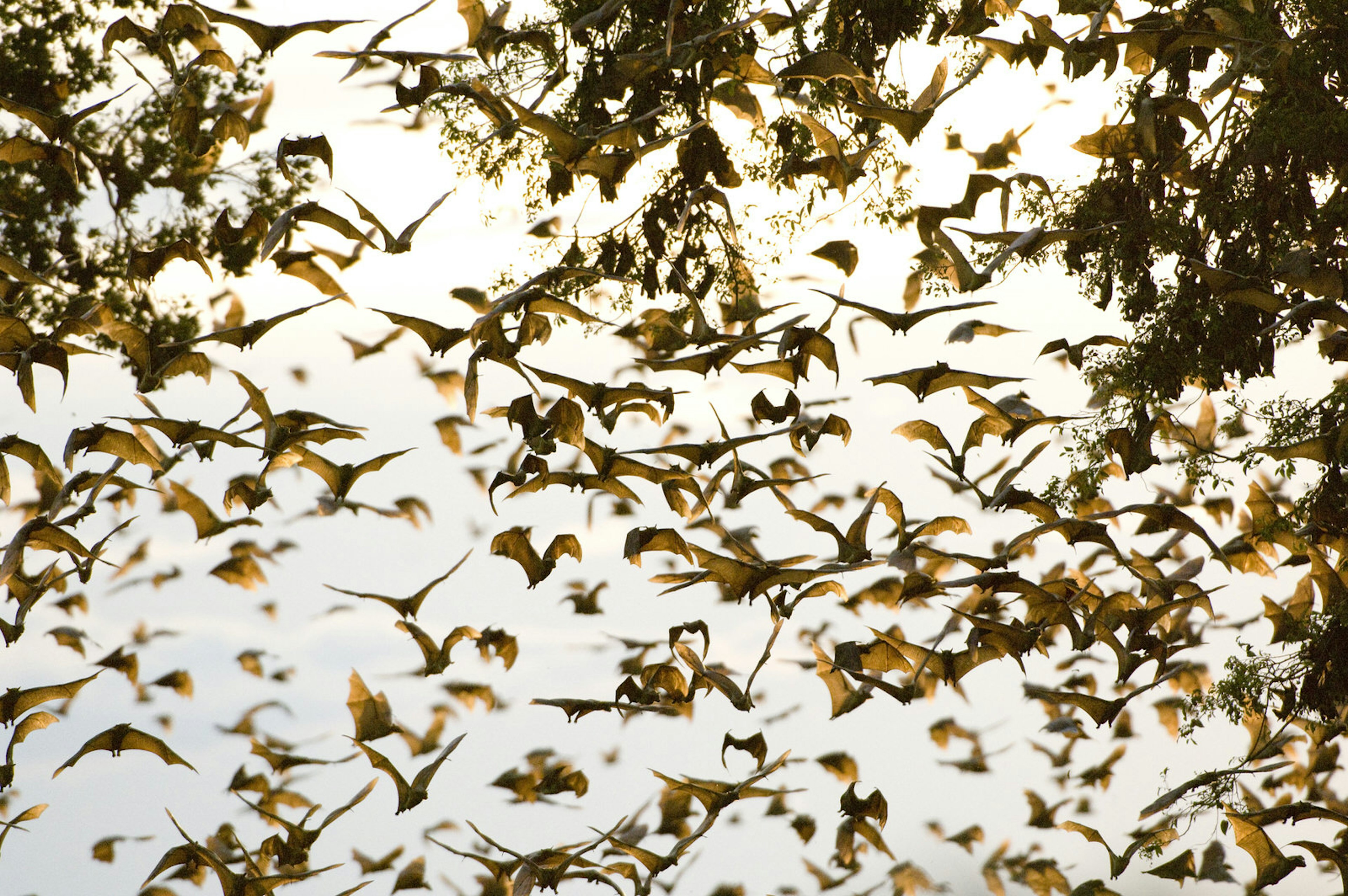 Some blurred, some in focus, countless bats fill the sky during twilight.