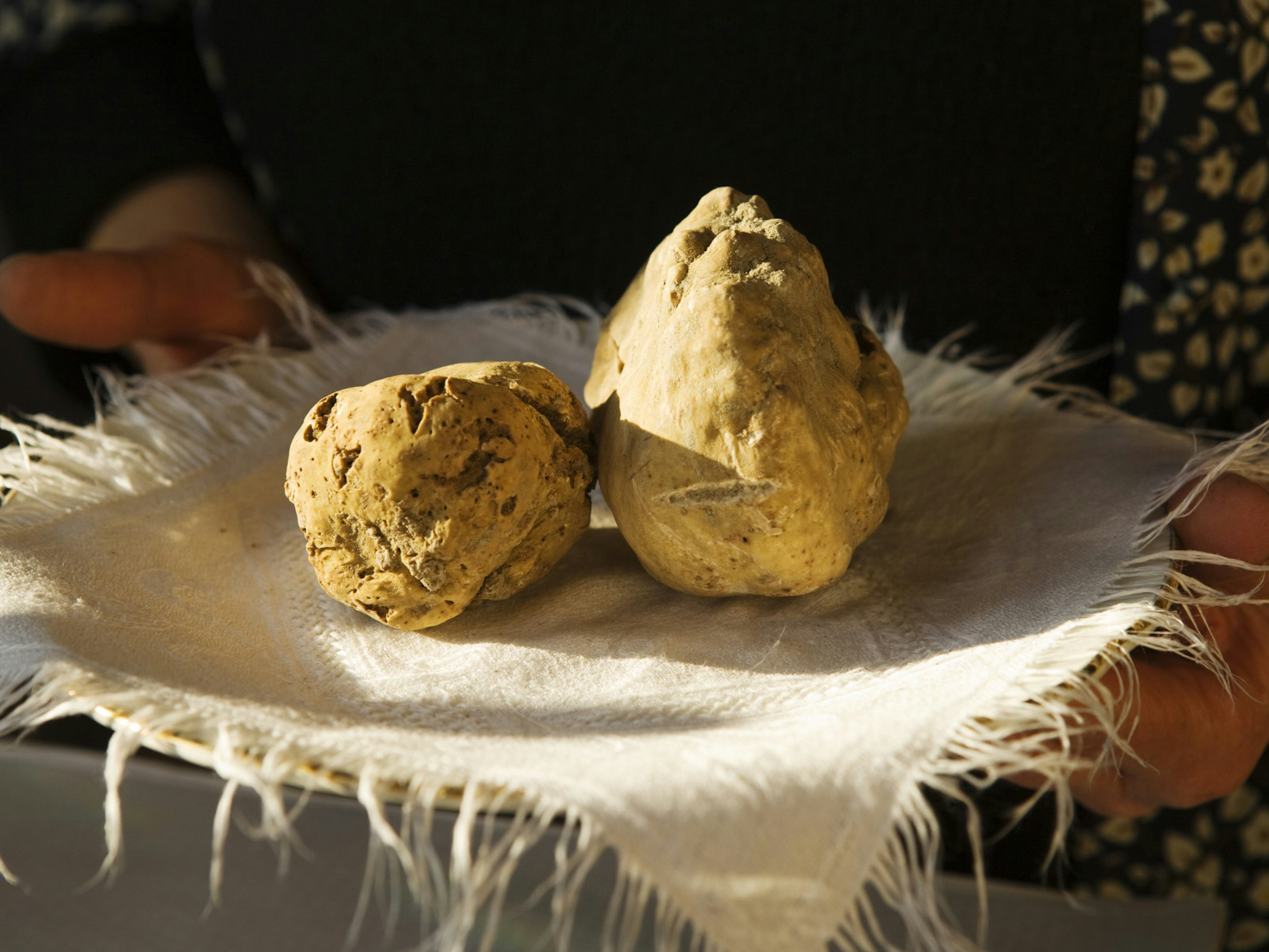 White truffles, which look like big clods of beige dirt, in Piedmont, Italy