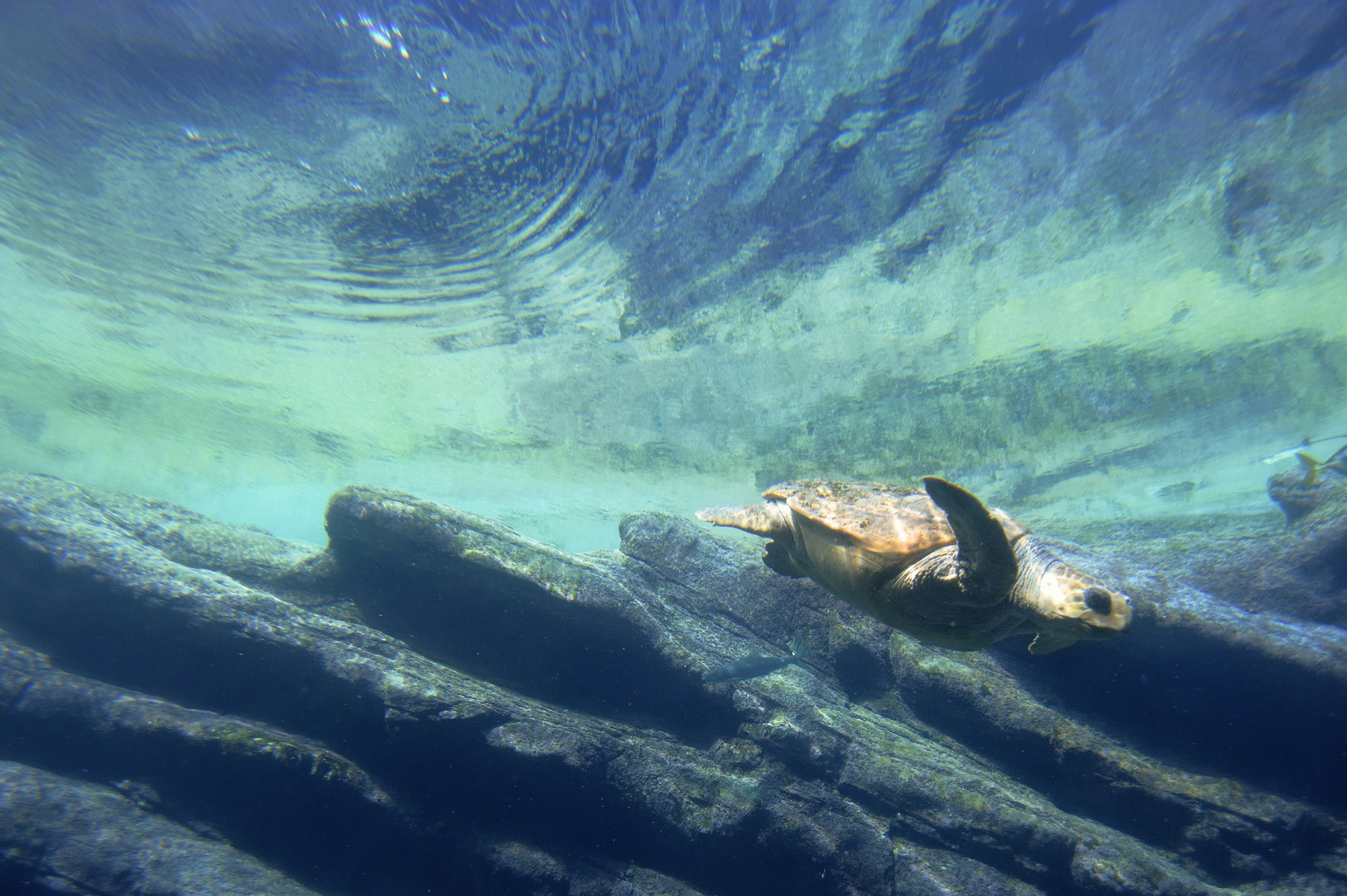 Loggerhead Sea Turtles (Caretta caretta) are found in coastal, tropical and subtropical waters often extending to temperate waters in search of food. Their smooth shells and paddle-like flippers help them speed through the water as fast as 24 kph. They can hold their breath for about 3 hours by slowing down their metabolism. Only females come up to the beach to lay eggs. They lay between 100?120 eggs at a time. Nesting takes place from January to March. Sex determination is dependent upon the incubation temperature. The male sex is determined at cooler temperatures and females by warmer temperatures
103455453
africa, animal, animal life, animals in captivity, caretta caretta, color image, depth, determination, dive, diving, durban, environment, environmental issues, fauna, horizontal, kwazulu natal province, kwazulu-natal, loggerhead sea turtle, low angle view, marine life, natural world, ocean, photography, reef, reptile, ripples, rocky, sea life, south africa, swimming, the way forward, turtle, underwater, ushaka marine world, vitality, water's edge, wildlife, beauty in nature, blue, eco tourism, no people, rock, sea, shallows, threatened species, tourism, travel destinations, water, accessibility