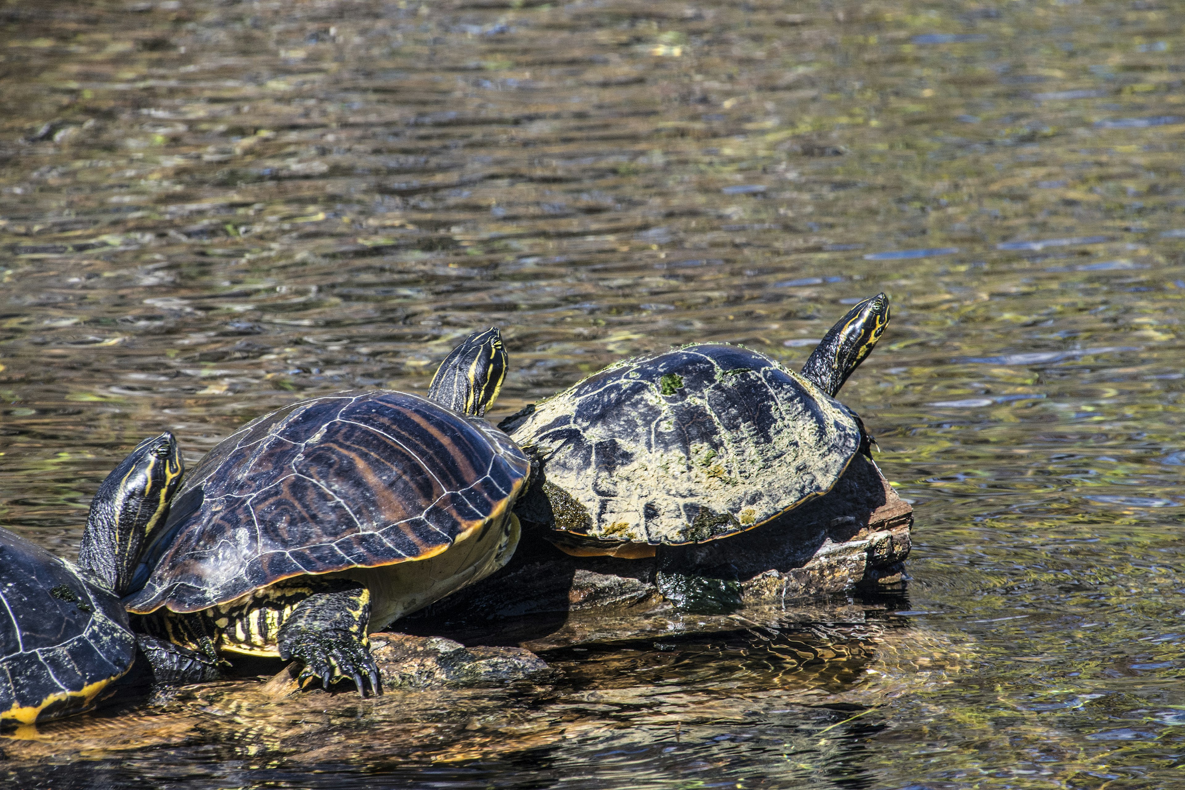 929803838
national natural landmark, wildlife habitat, marion county, aquatic preserve, silver springs state park
Freshwater turtles at Silver Springs State Park. Ocala, Florida.