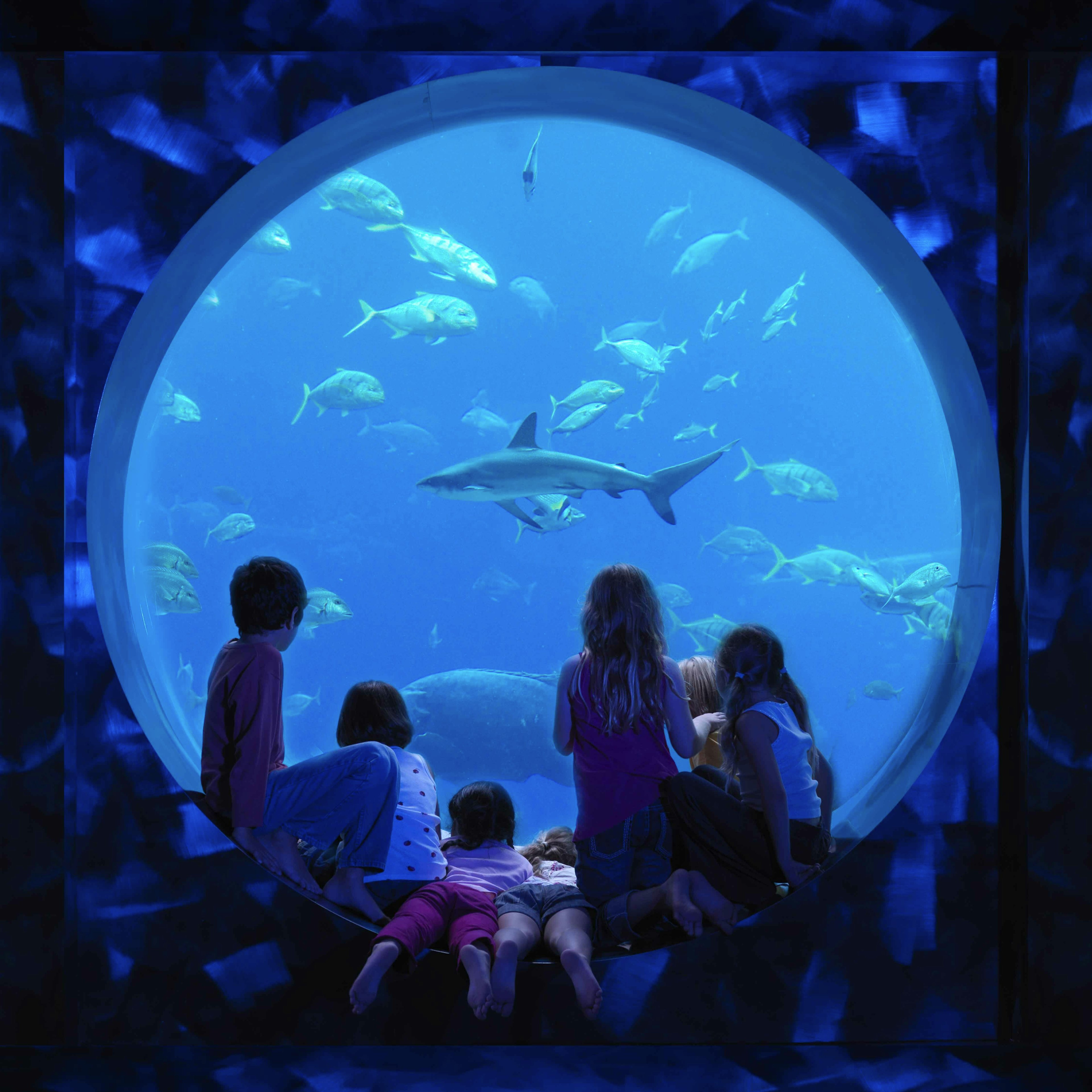 Dubai's Atlantis, The Palm offers smaller guests a window into another world