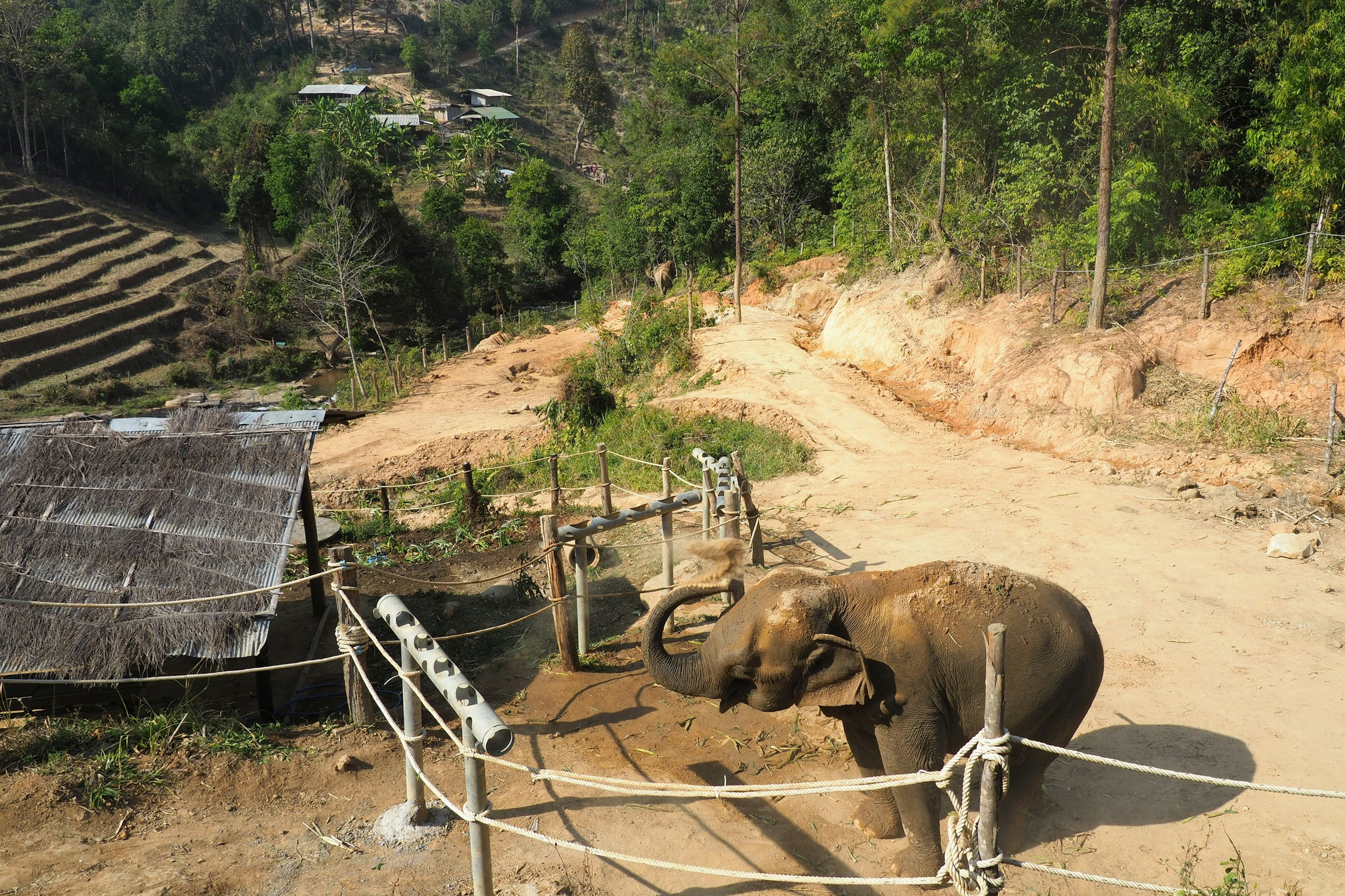 An elephant drops dust from its trunk onto its back. It stands alone on a dirt track near a shelter